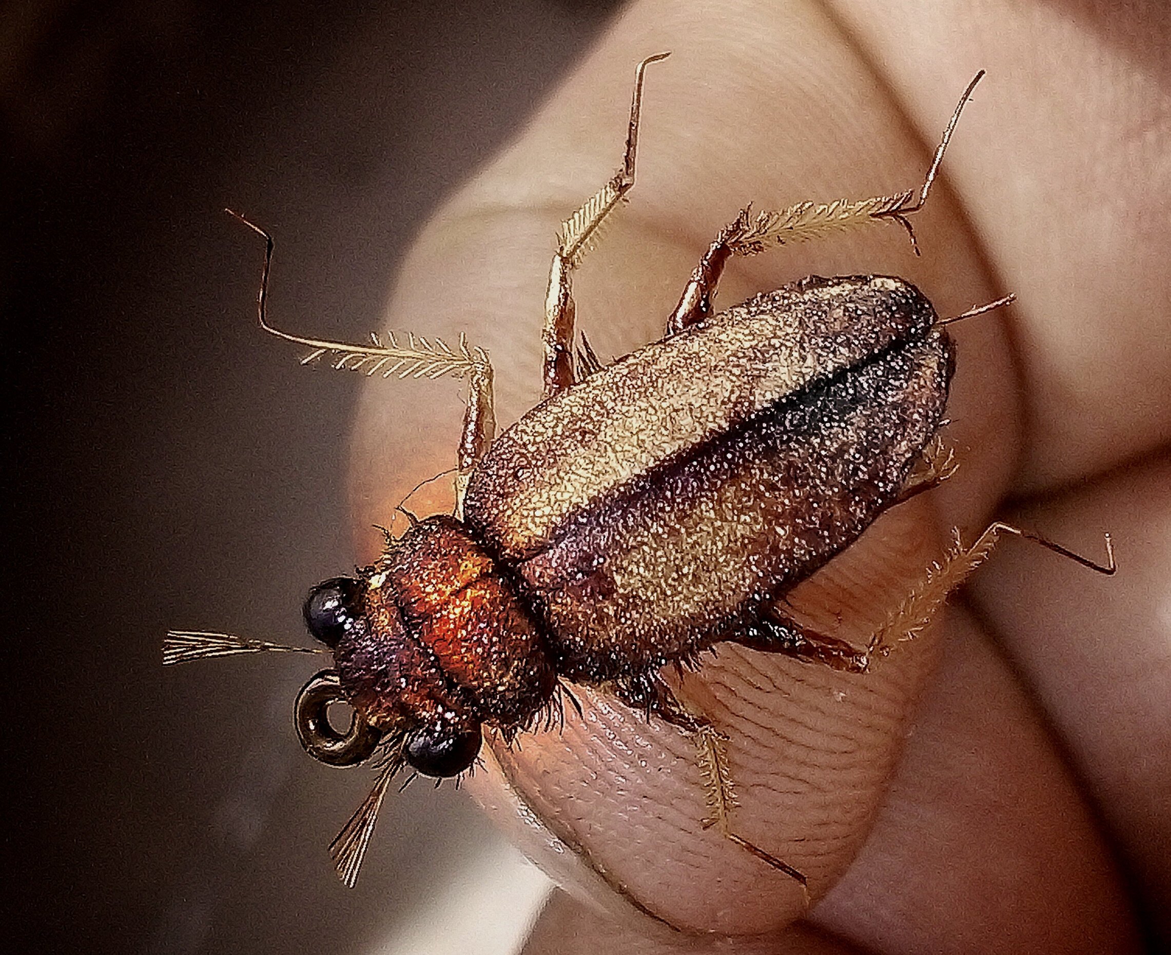 Beetle 2.jpg