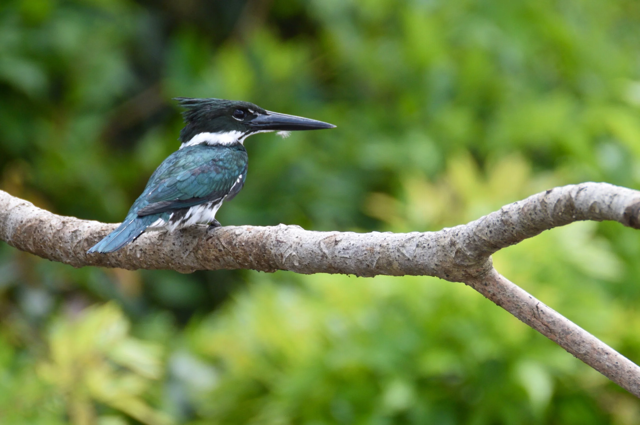 The Llanos — Exotica Esoterica