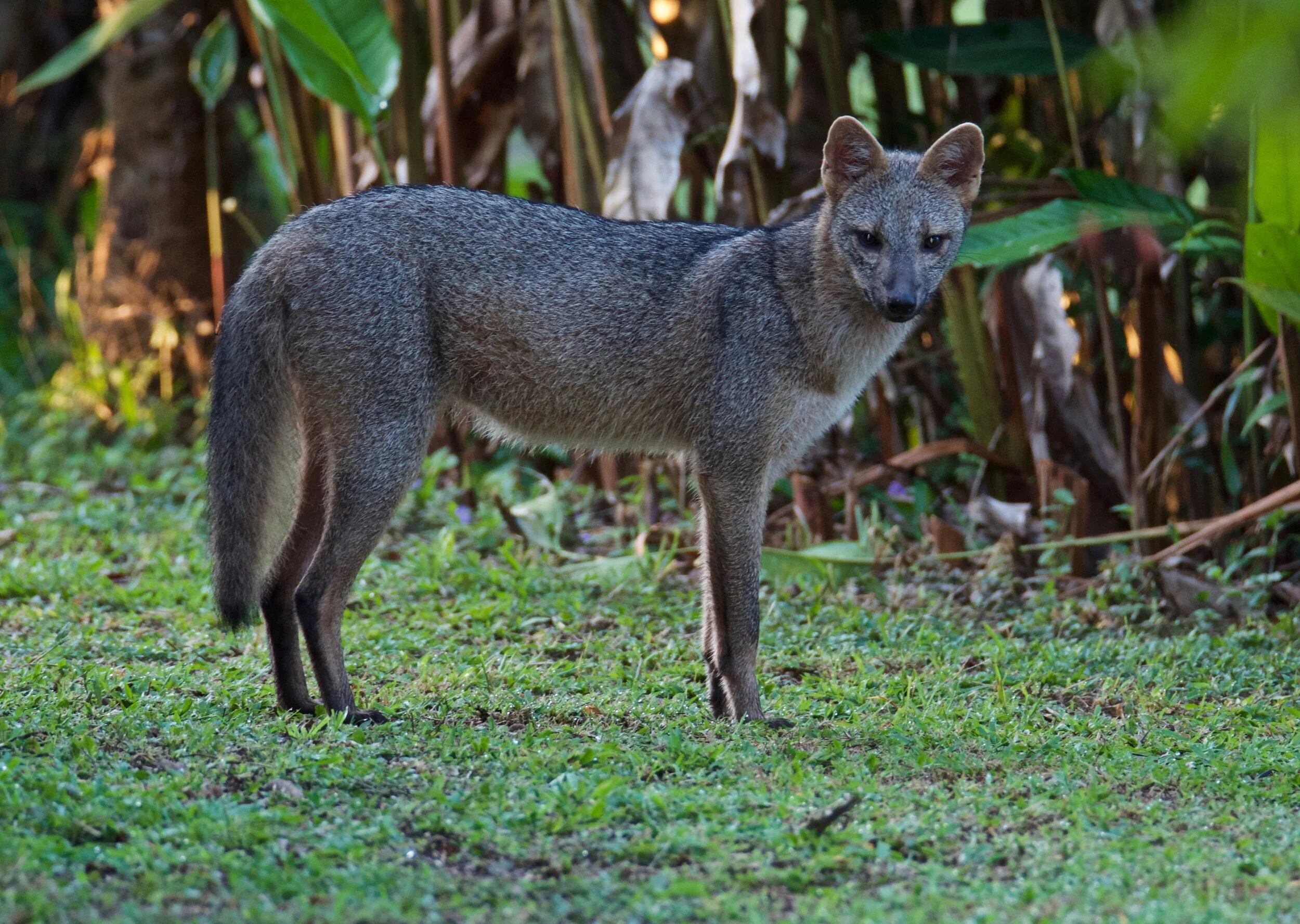The Llanos — Exotica Esoterica