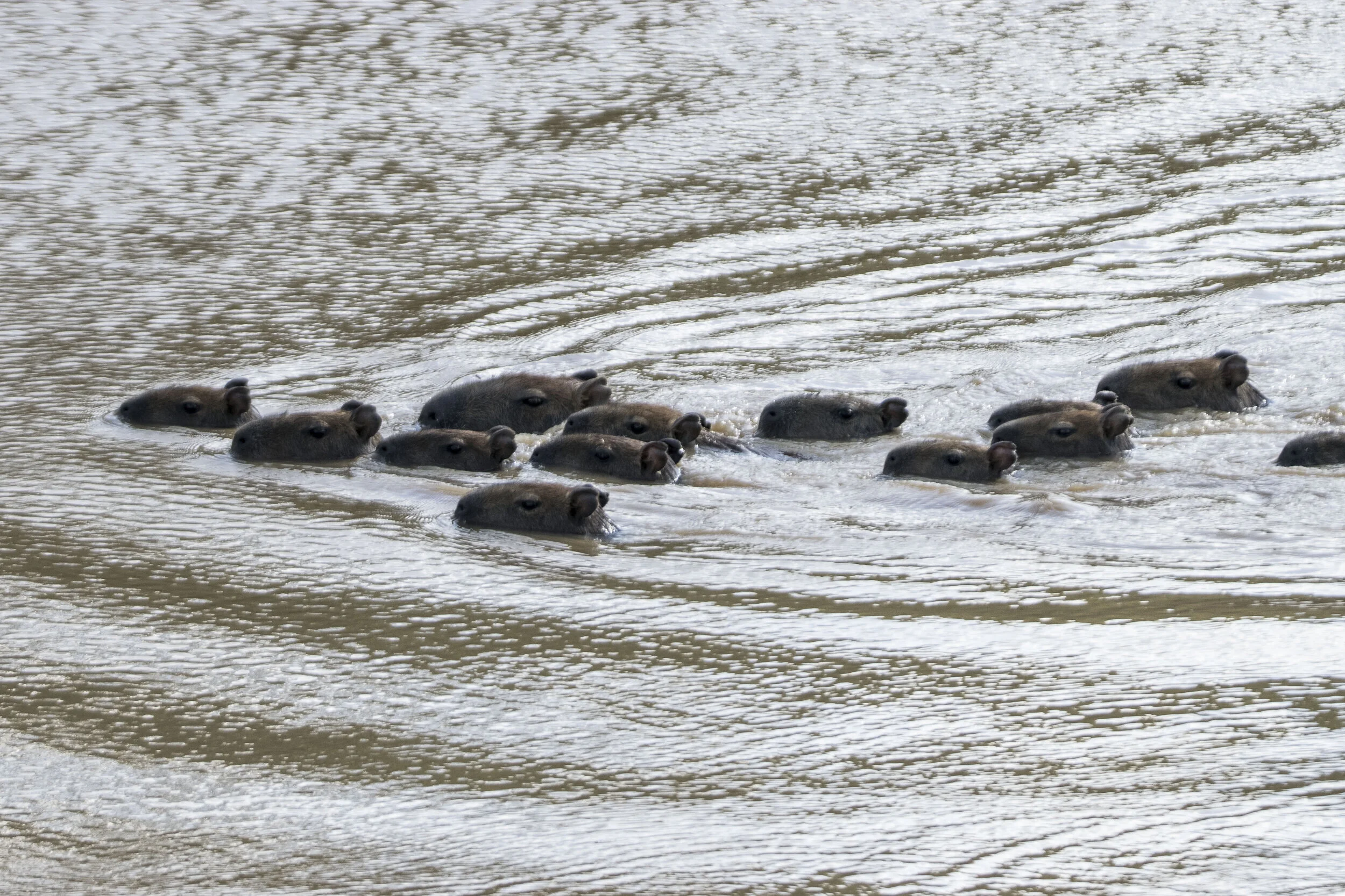 The Llanos — Exotica Esoterica
