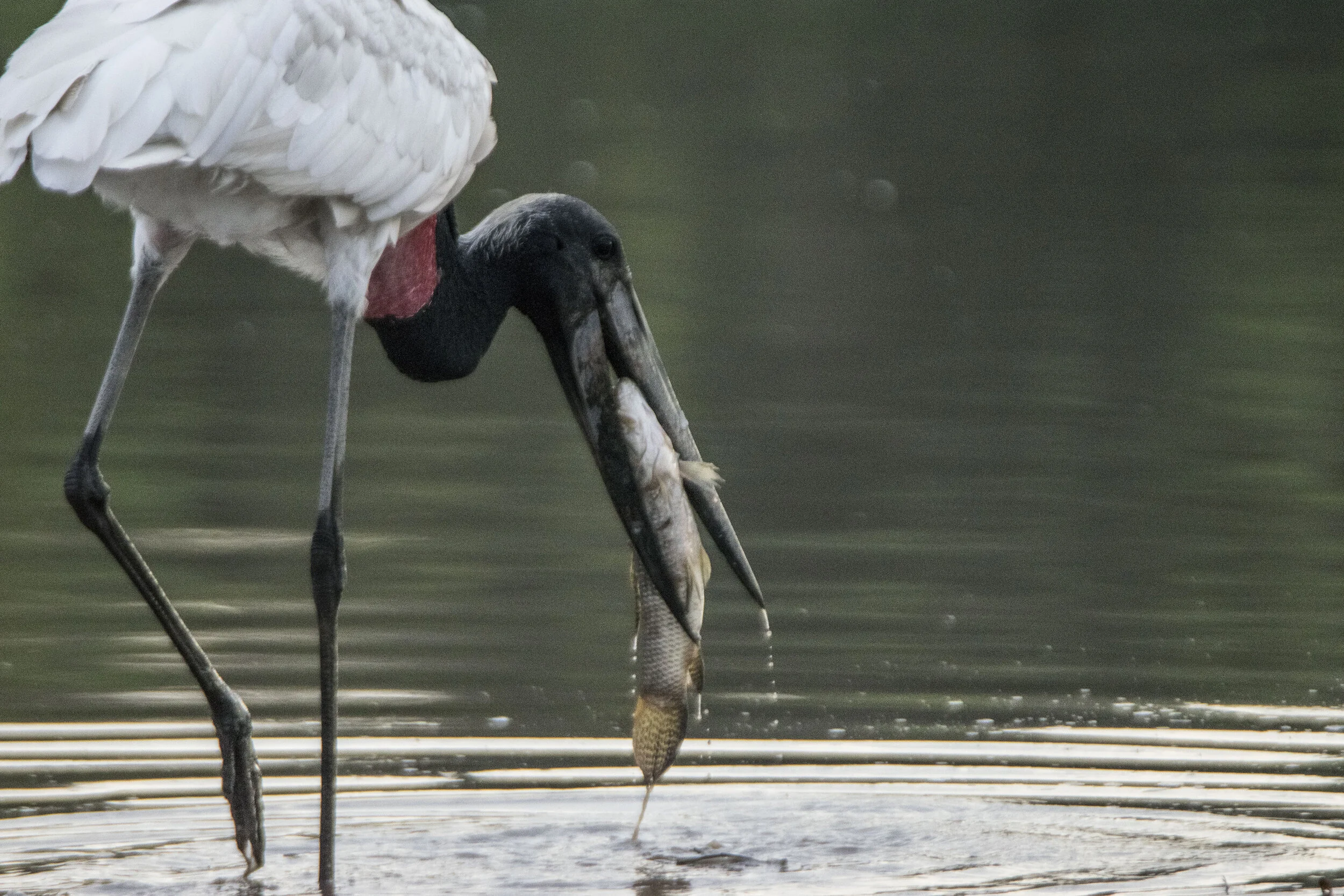 The Llanos — Exotica Esoterica