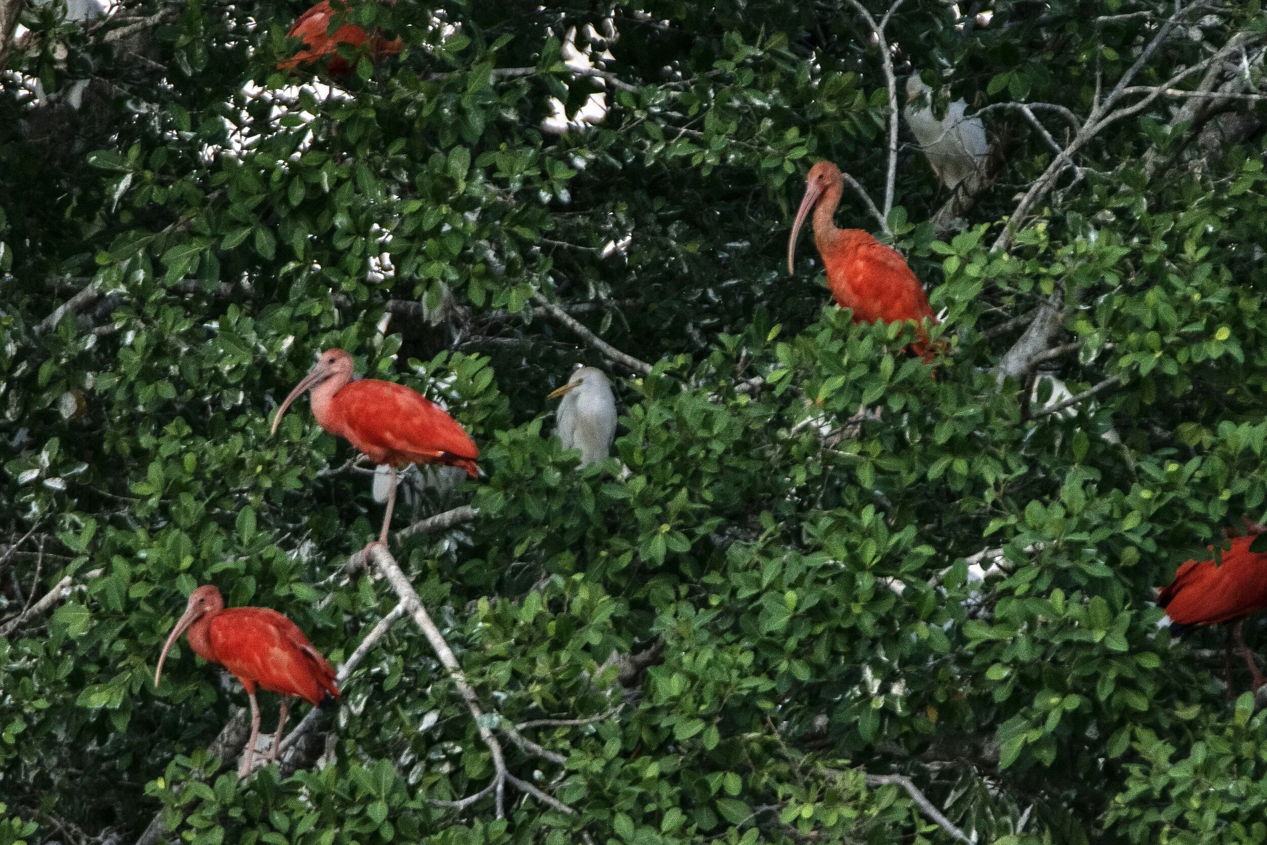 The Llanos — Exotica Esoterica