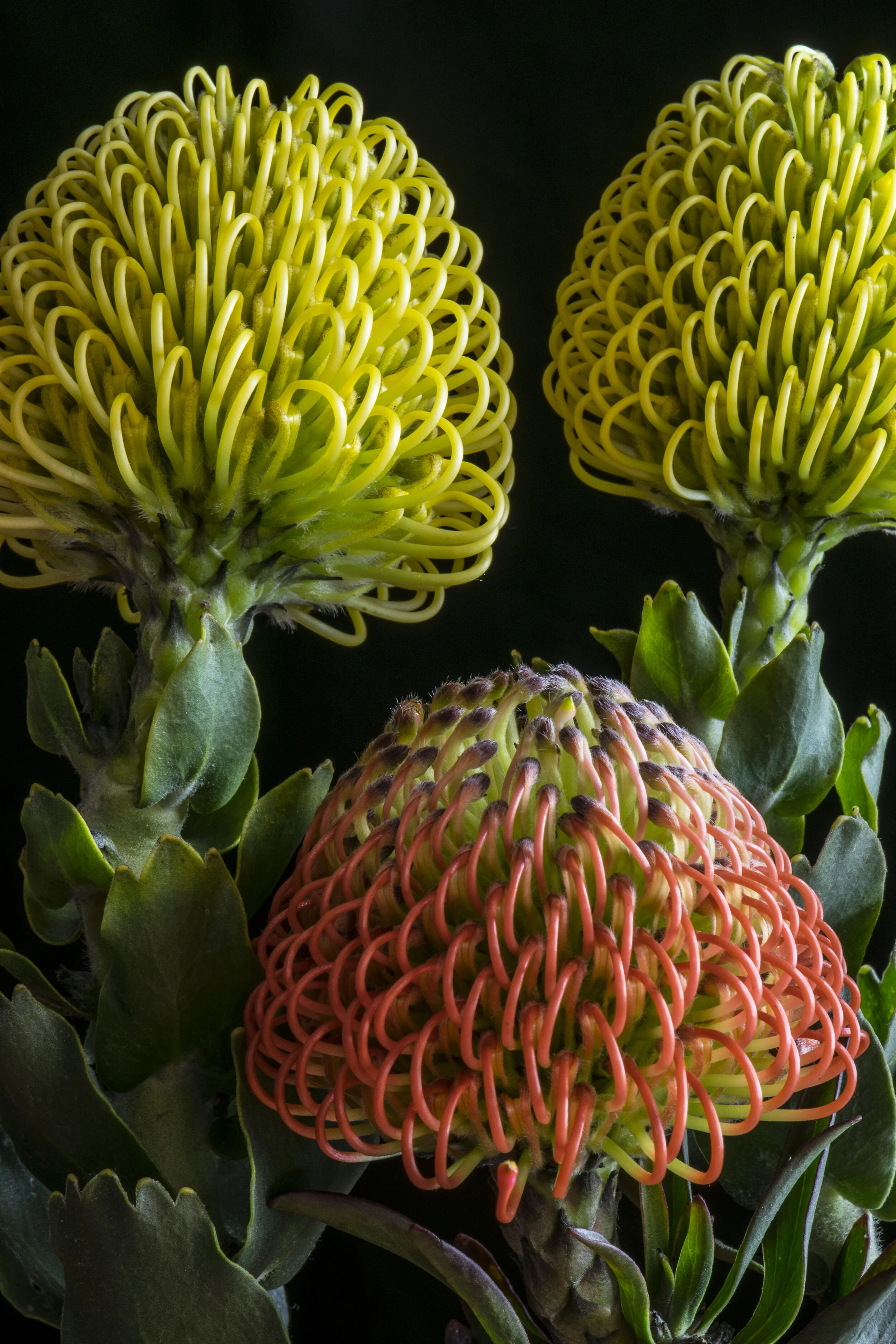 https://images.squarespace-cdn.com/content/v1/620d8b2c3fa0d84907a26bdc/1645142659933-SLSETK9U6VI8W8OH5KBZ/image-asset.jpeg?utm_source=chatgpt.com
