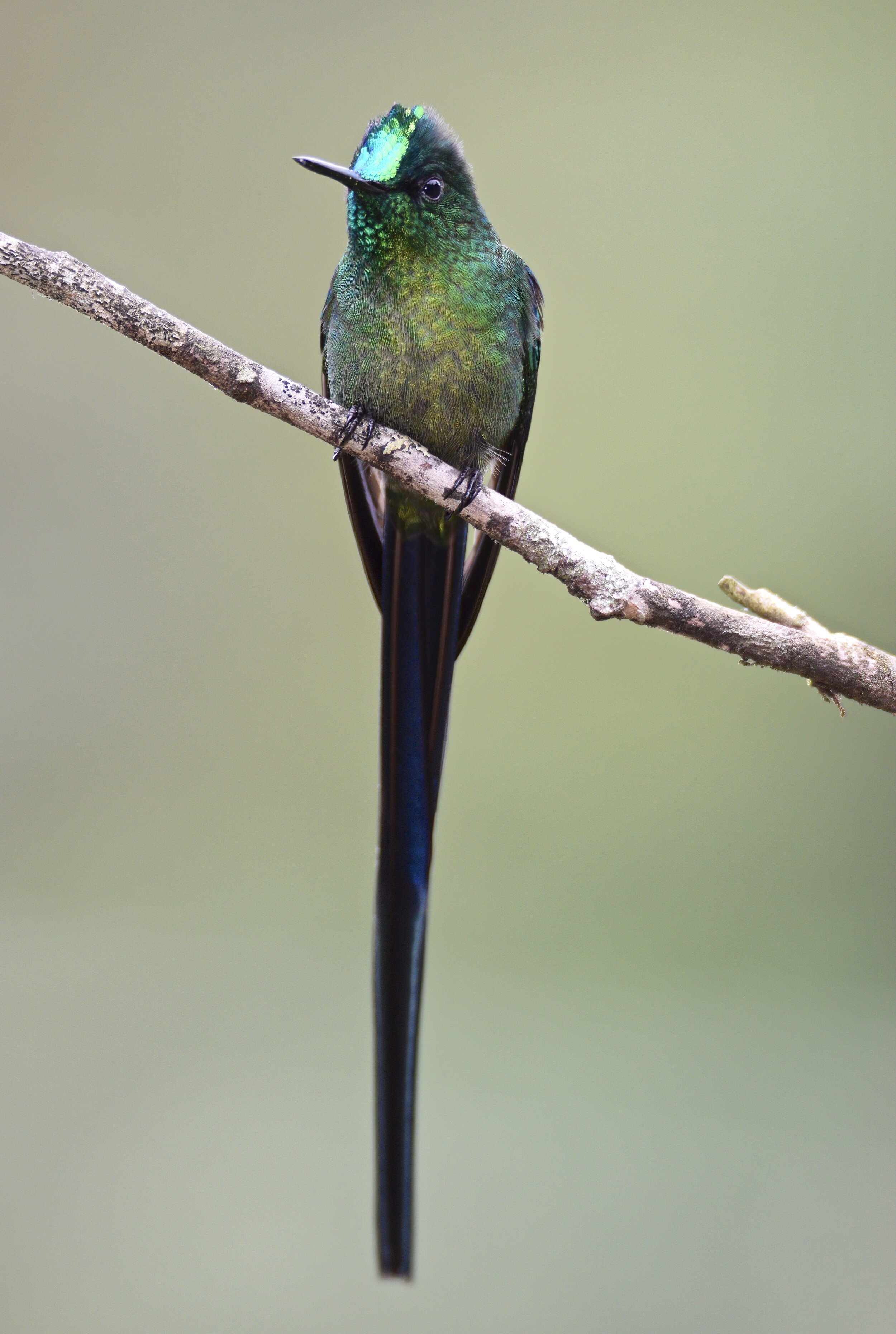 Front image of a male long-tailed sylph (Aglaiocercus kingii).