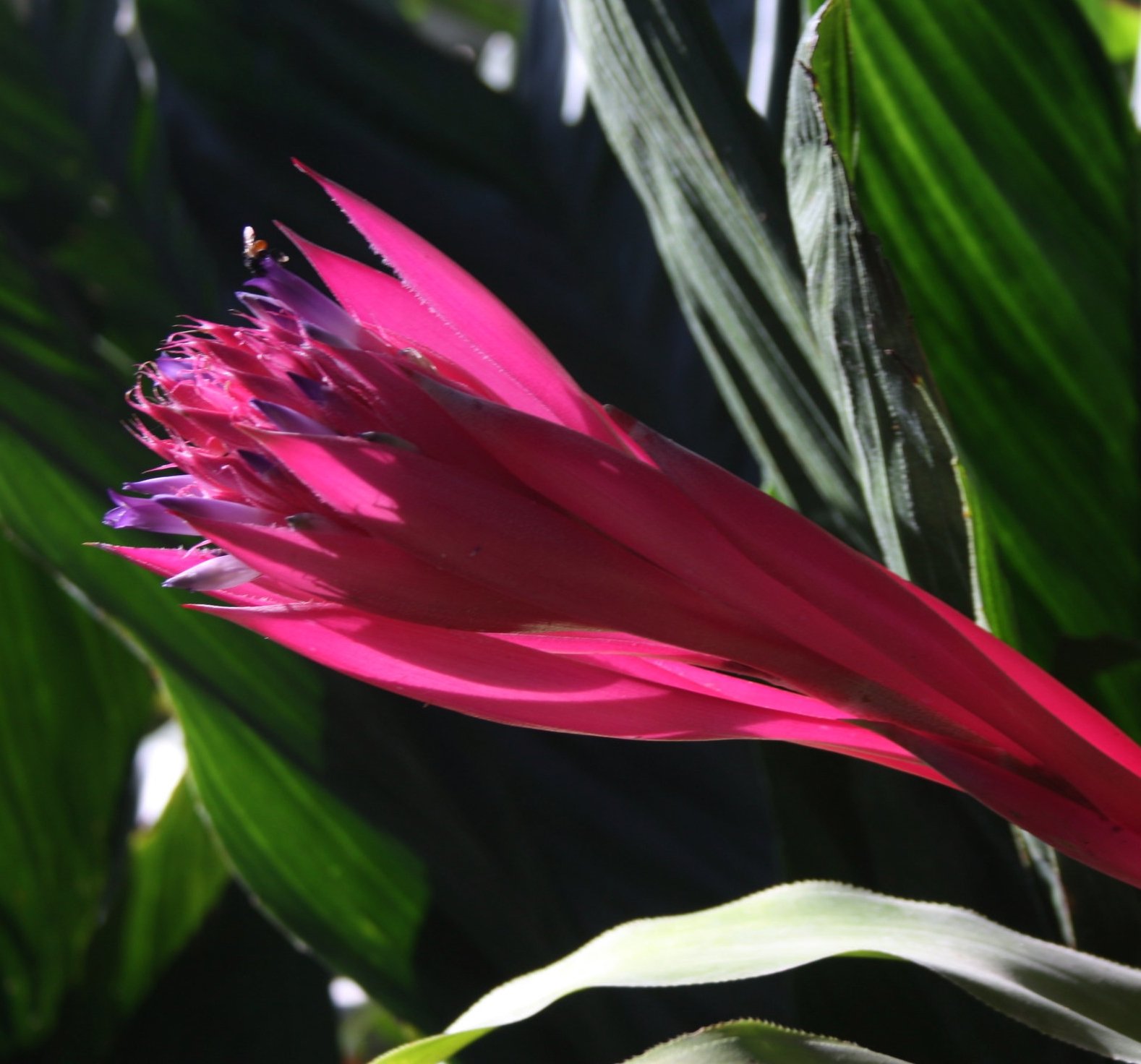 Aechmea allenii.JPG