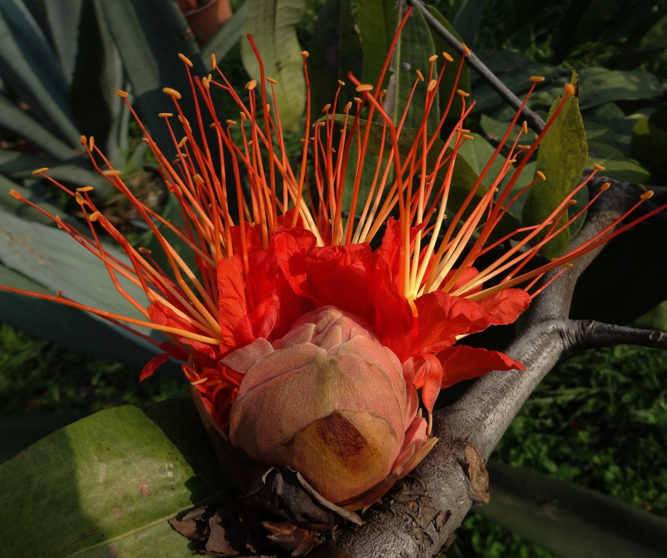 Brownea sp. La Concha.JPG