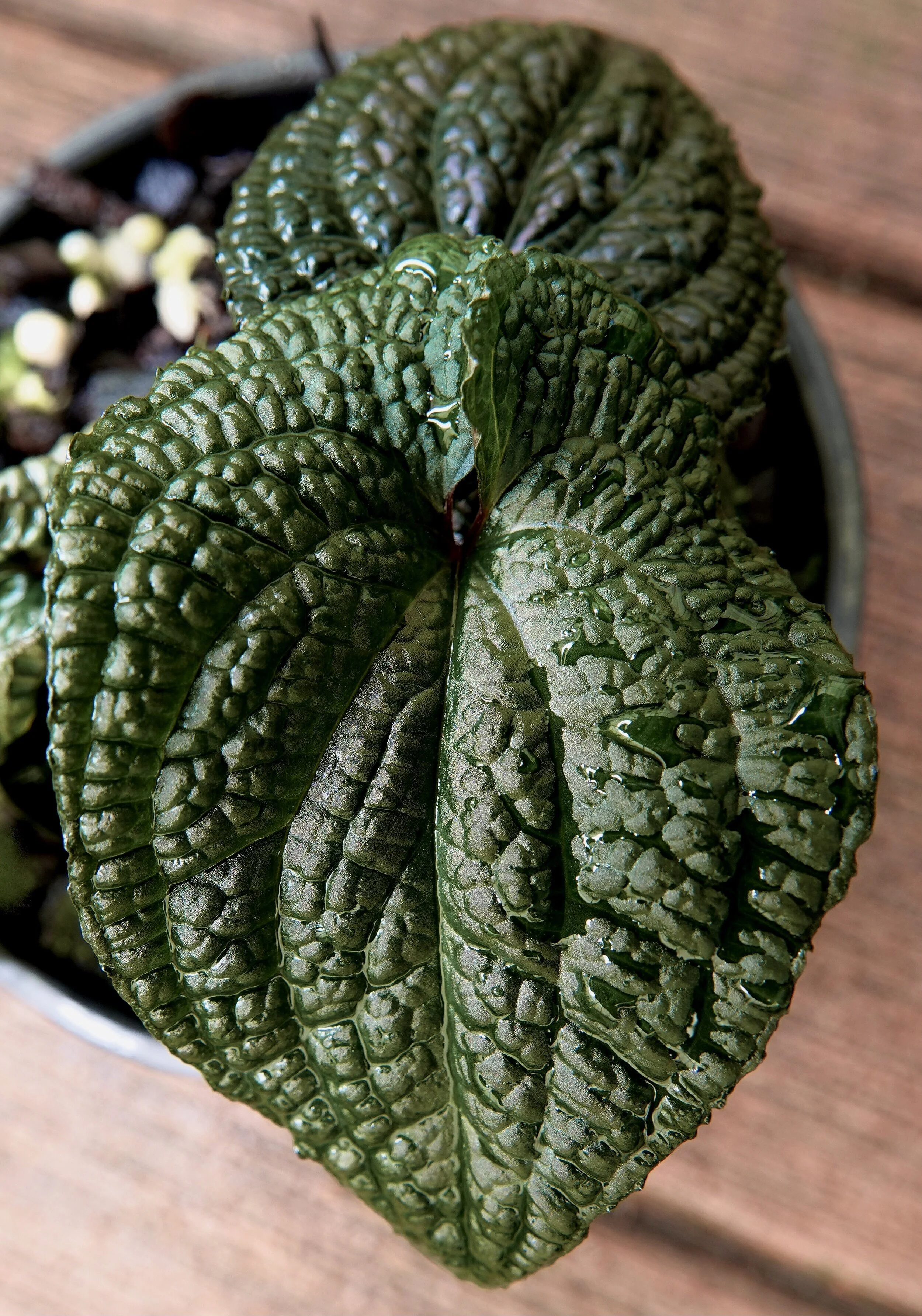 Raising a Little Stink  Exotica Esoterica