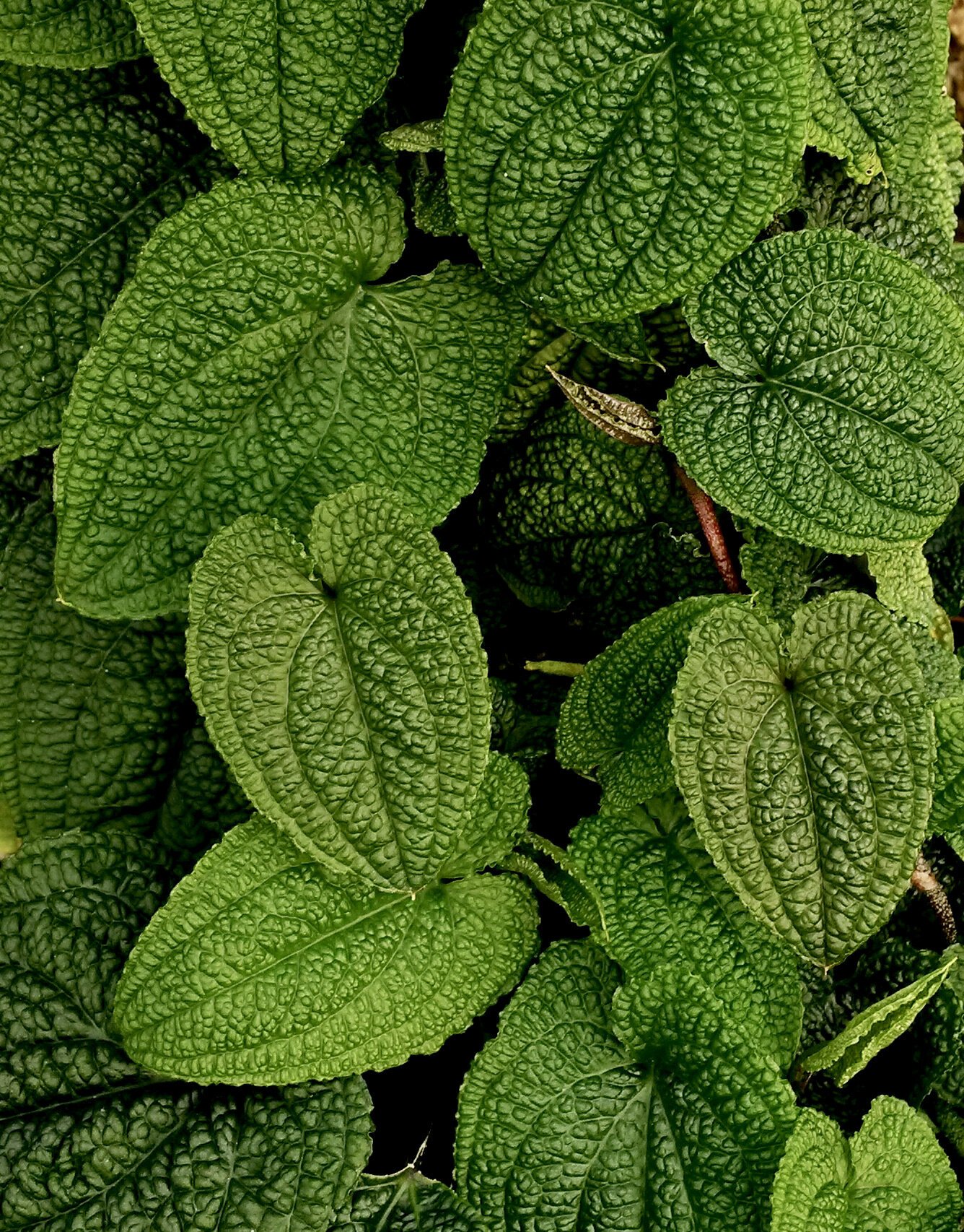 Anthurium clidemioides specimen Dec 2016.jpg