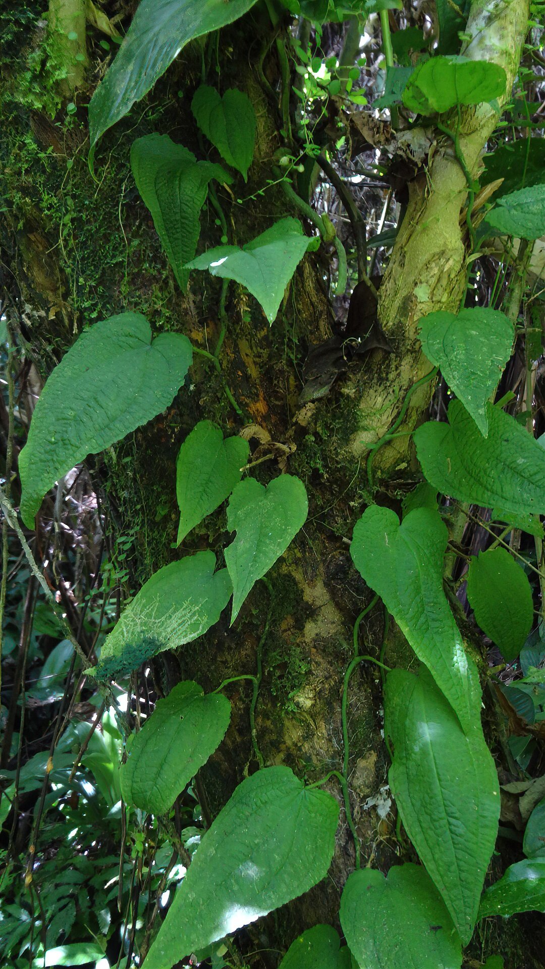 Anthurium clidemioides Bocas del Toro 2018-SharpenAI-motion.jpg