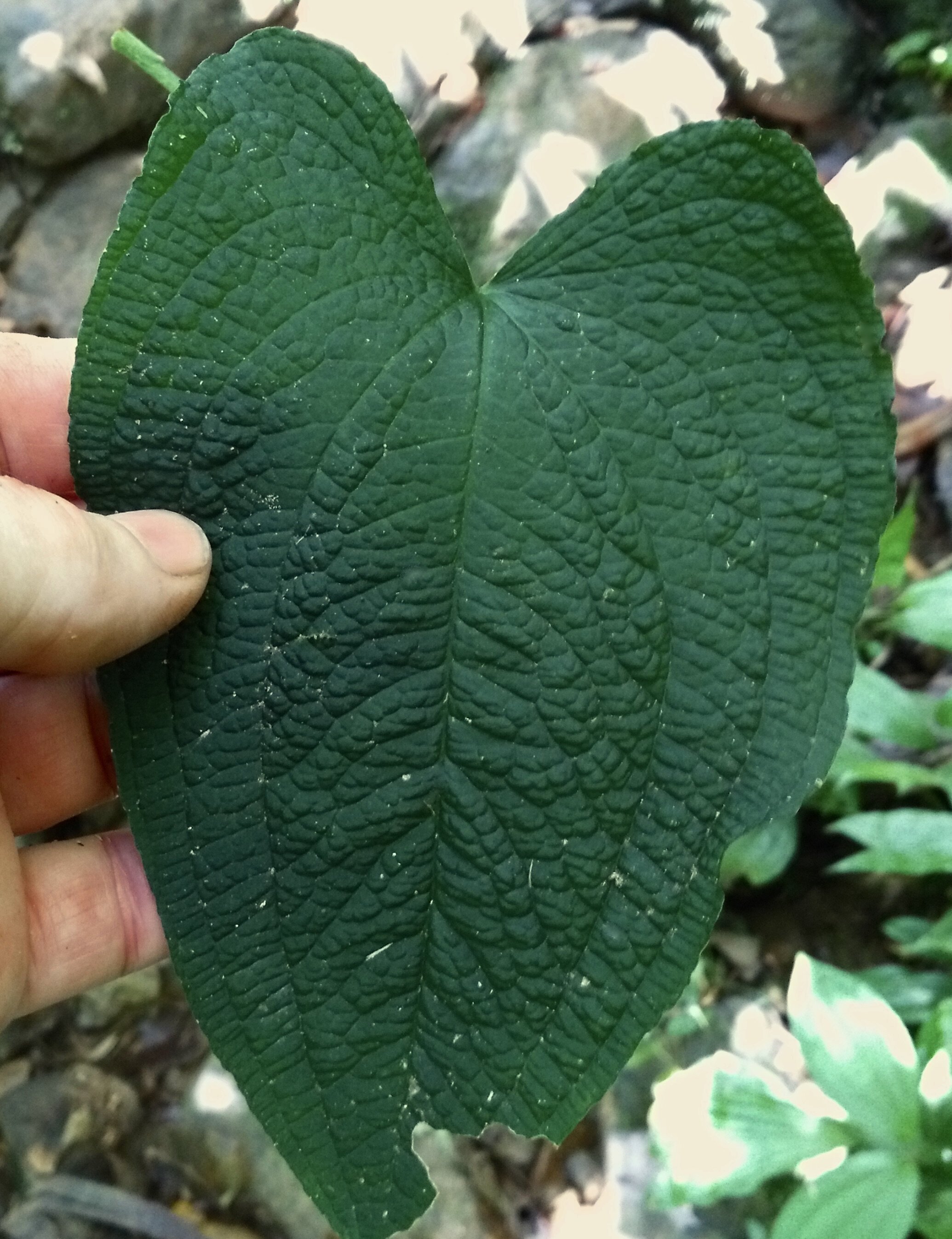 Anthurium form like pacificum Panama.jpg