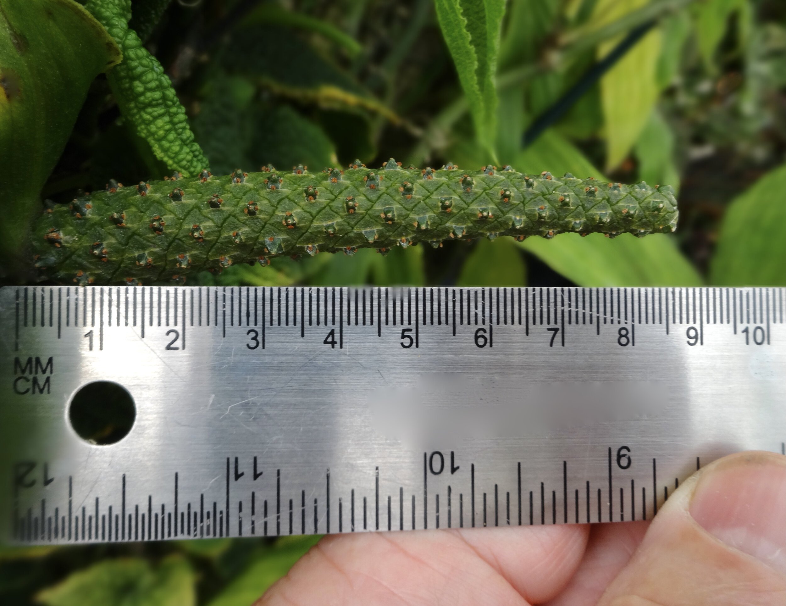 Anthurium c. clidemioides developing infructescence 11.10.18.JPG