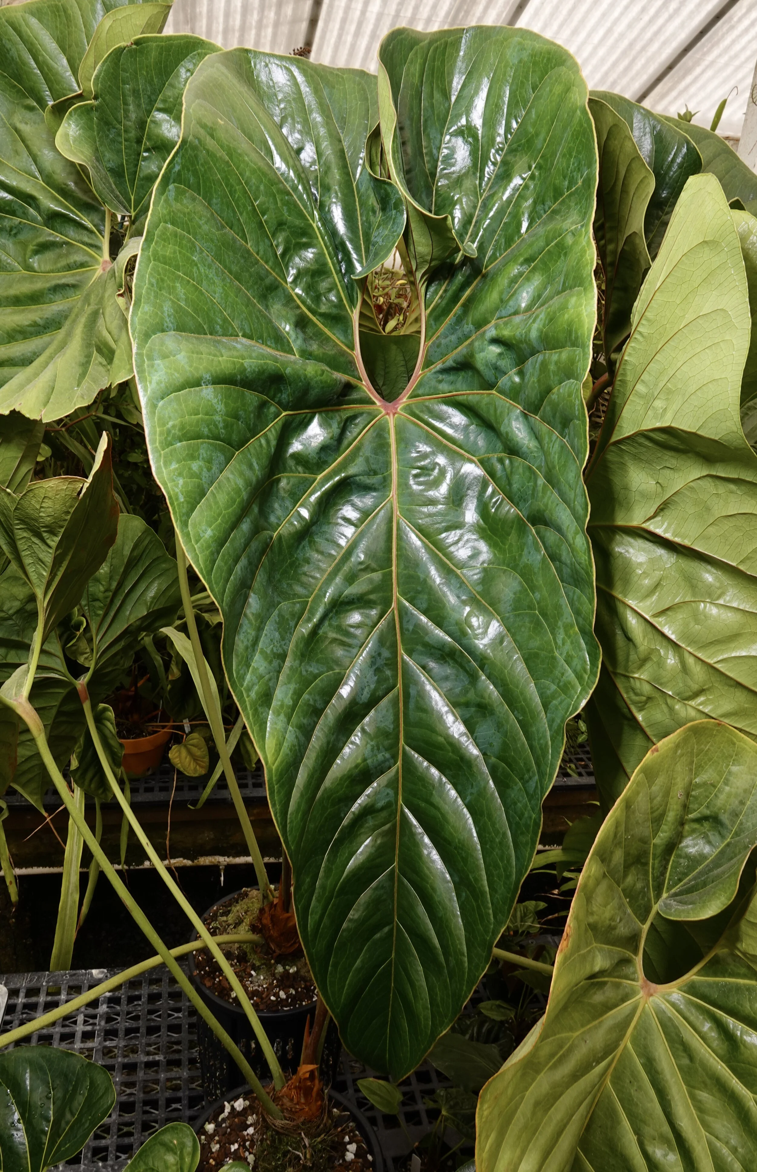 Raising a Little Stink  Exotica Esoterica