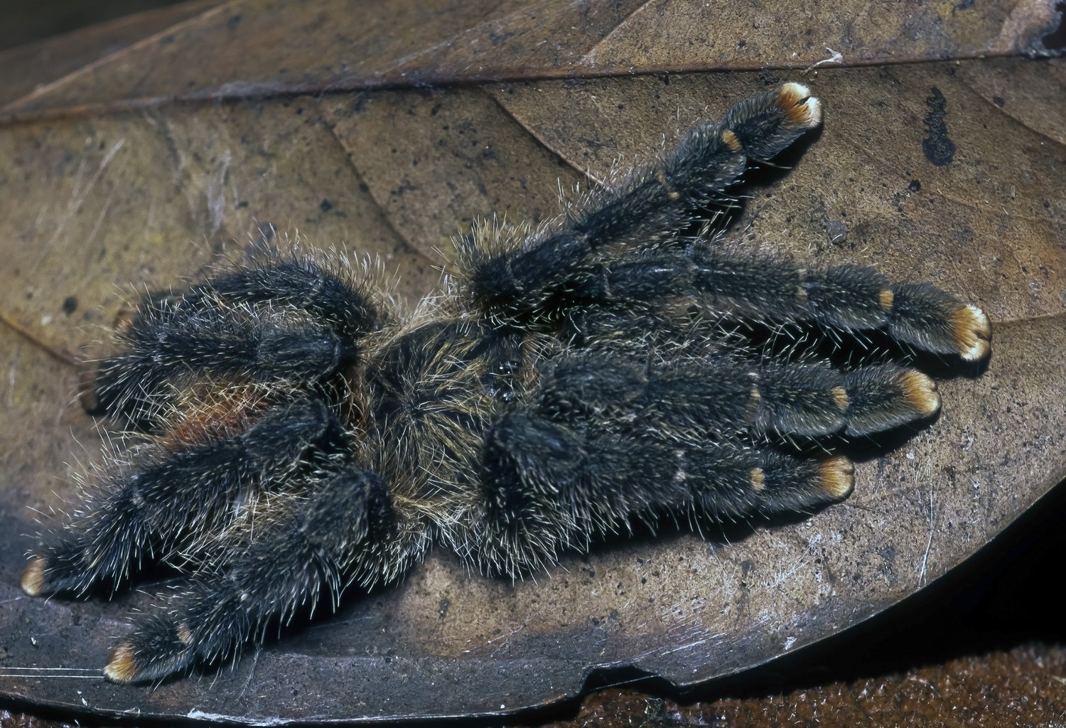  Peruvian Pink-toe Tarantula ( Avicularia juruensis ). Image: ©William W. Lamar 2022. 