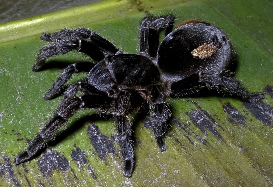  A mature female of a recently described Peruvian tarantula ( Bistriopelma matuskai , 2015). Image: ©William W. Lamar 2022. 