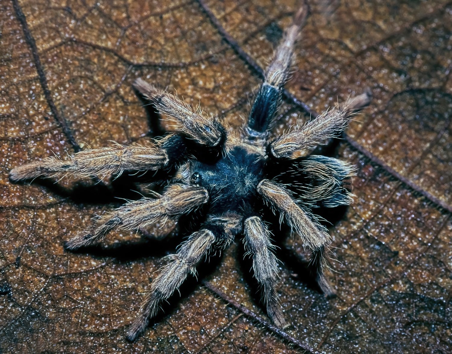  Auer’s Dwarf Tarantula ( Cyriocosmus aueri ). Image: ©William W. Lamar 2022. 