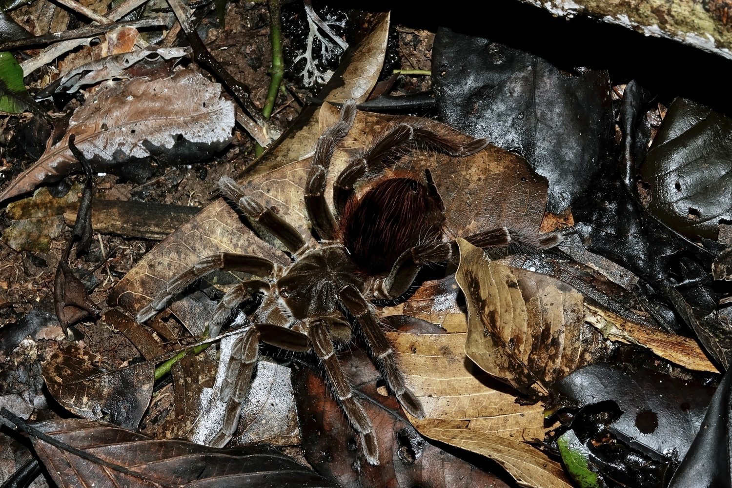  Female Brown Velvet Birdeater ( Megaphobema velvetosoma ). These large spiders dwell in burrows on the forest floor in the Peruvian Amazon. Image: ©William W. Lamar 2022. 