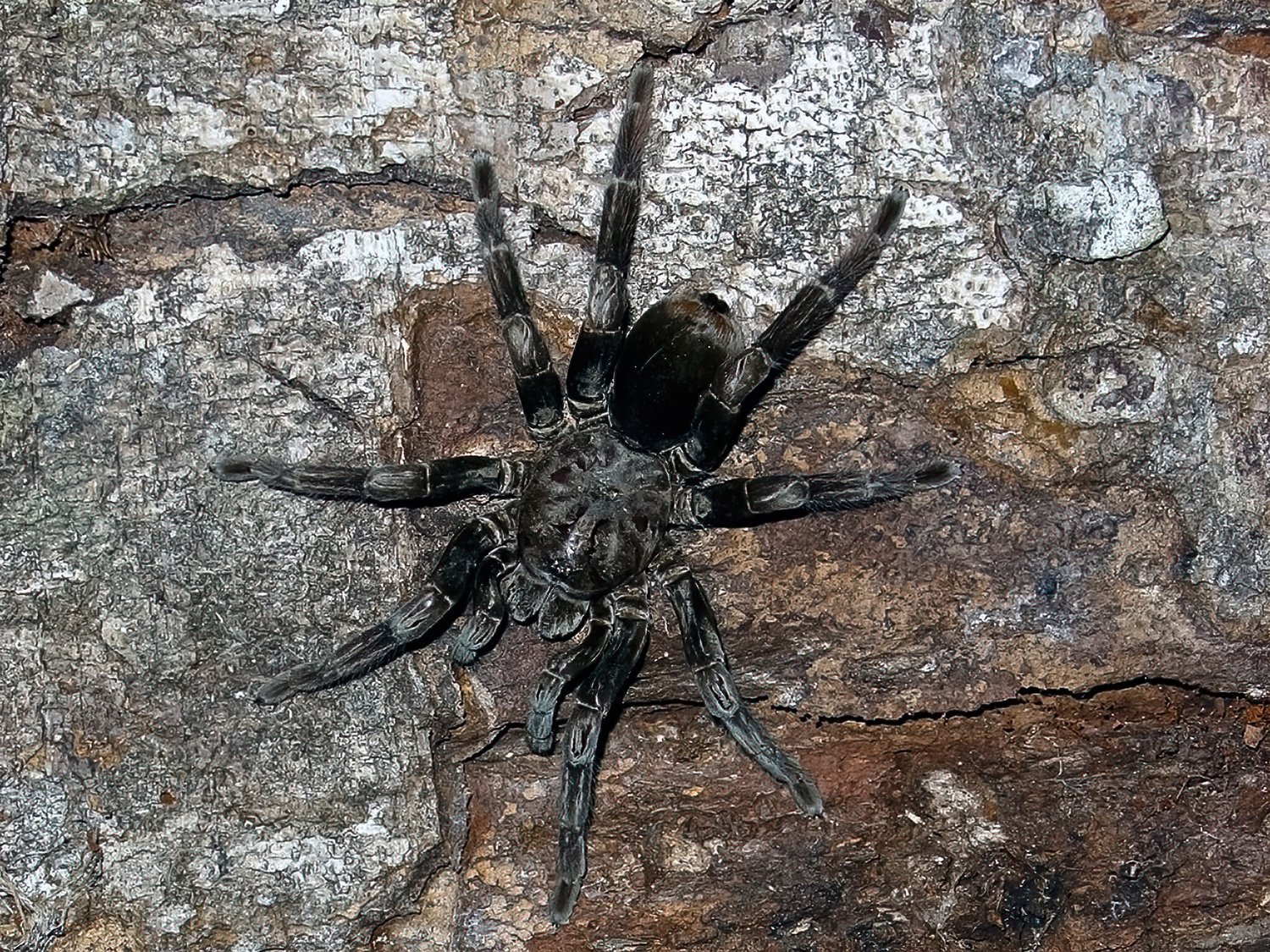  Female Bolivian Blue-leg Tarantula ( Pamphobeteus cf. antinous ) the Madre de Dios, in Amazonian Peru. Image: ©William W. Lamar 2022. 