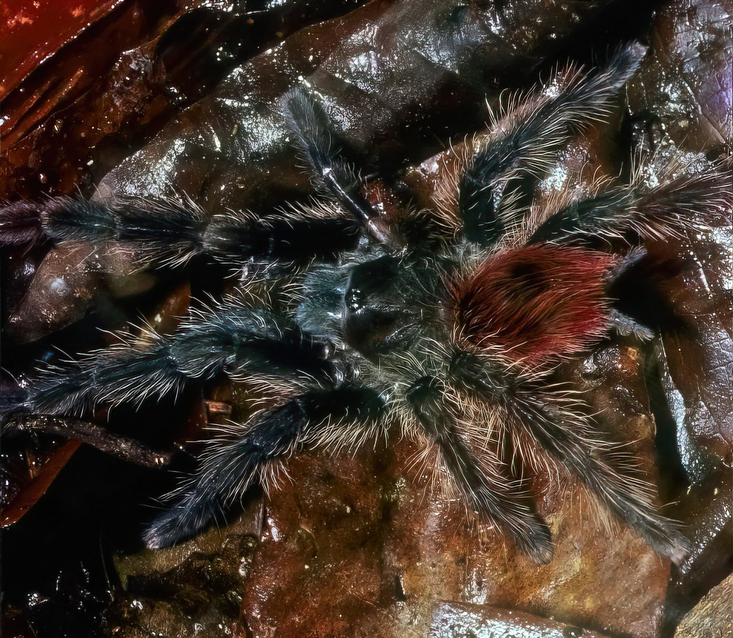  Peruvian Flame Rump Tarantula ( Thrixopelma ockerti ). Image: ©William W. Lamar 2022. 