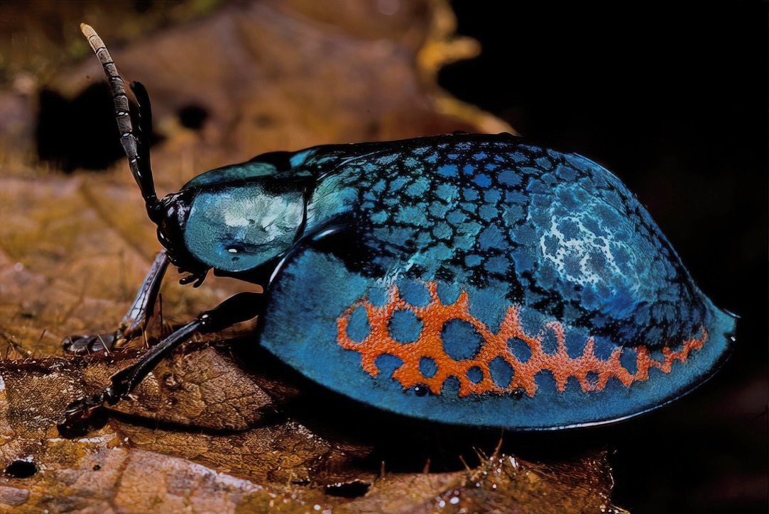  Blue Tortoise Beetle,  Eugenysa colossa , Loreto Department, Peru. Image: ©D. Fenolio 