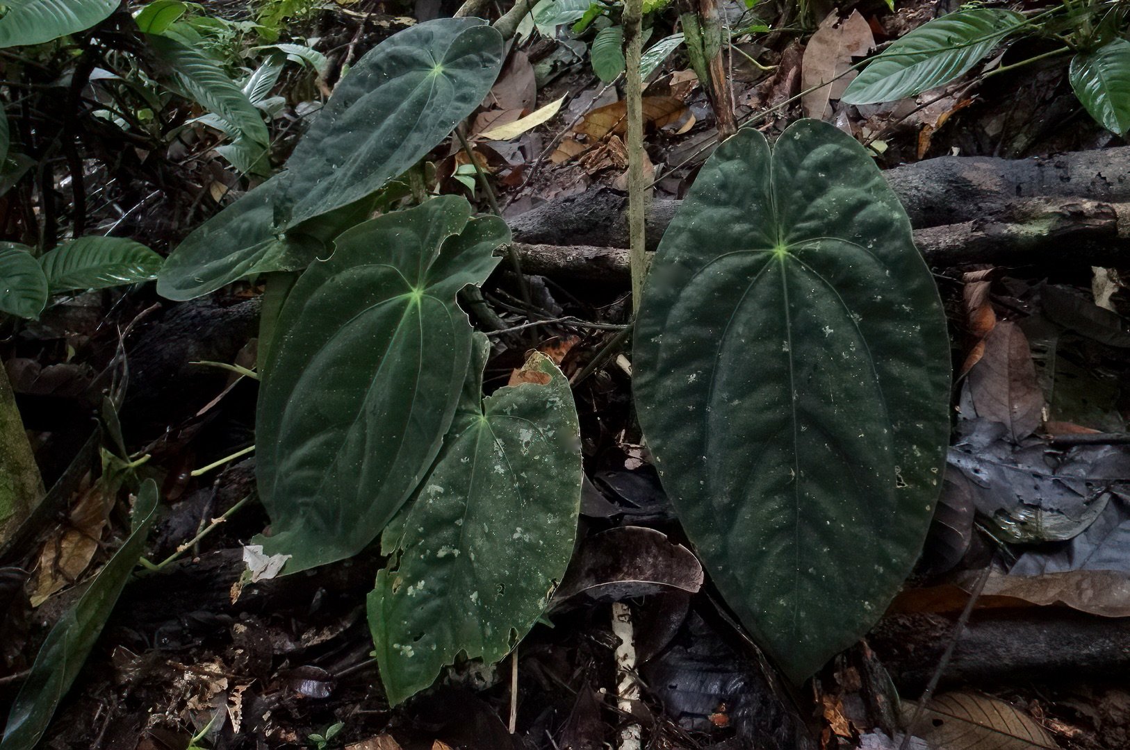  Panamá Canal Black Velvet Anthurium,  Anthurium papillilaminum  in nature, Colón Province, Panamá. Image: ©J. Vannini 