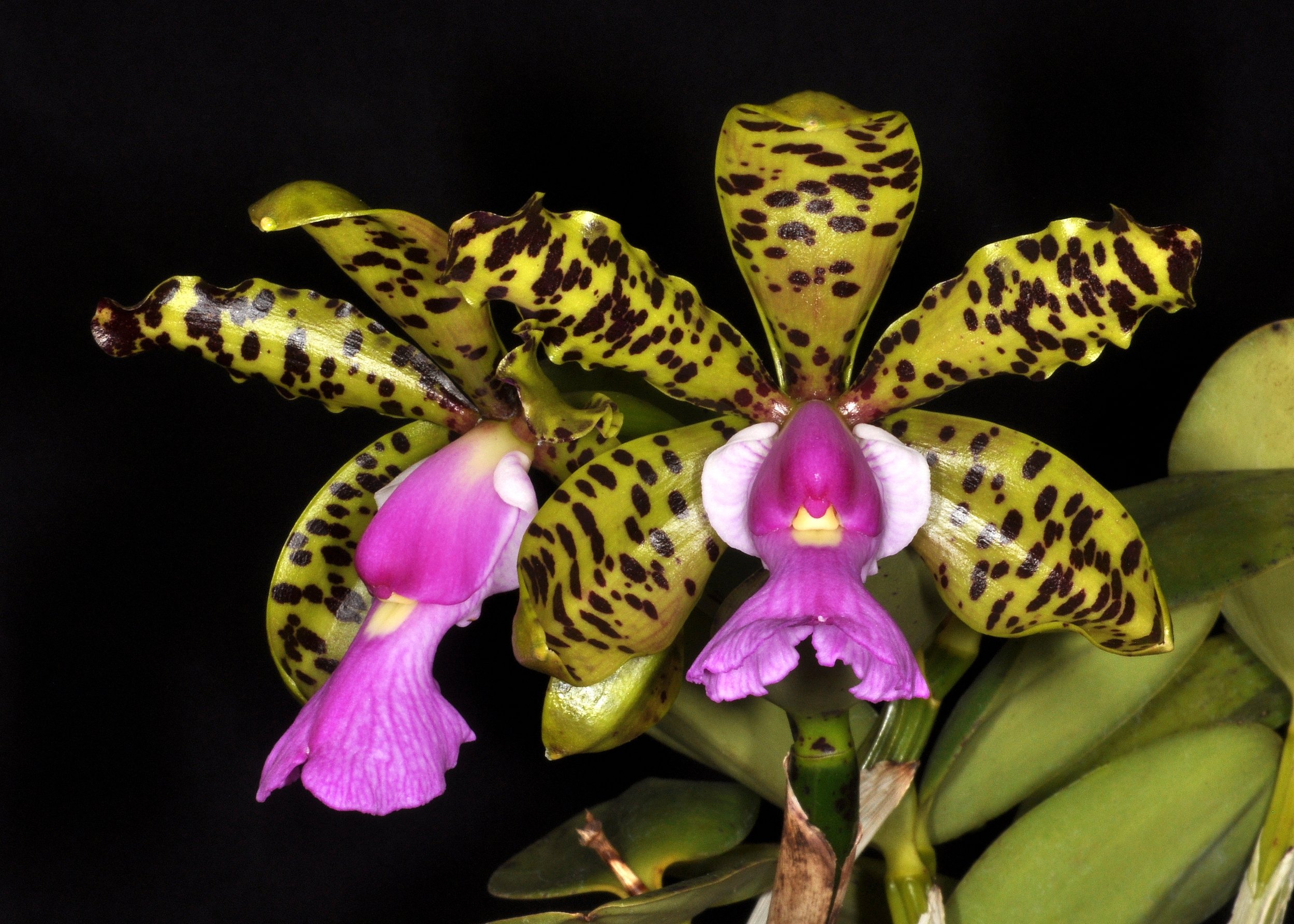  Lady Acland’s Cattleya,  Cattleya aclandiae.  Image: ©R. Parsons 