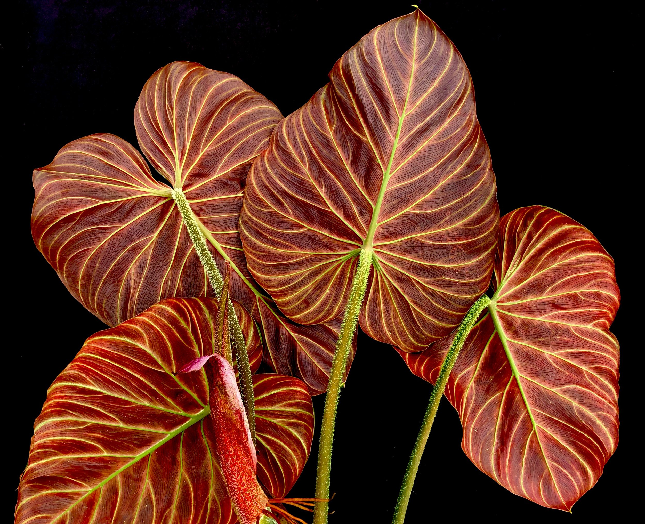 Crushed Velvet Philodendron , Philodendron verrucosum  Tico Blues cv. ‘Queen of Hearts’. Image: ©J. Vannini 