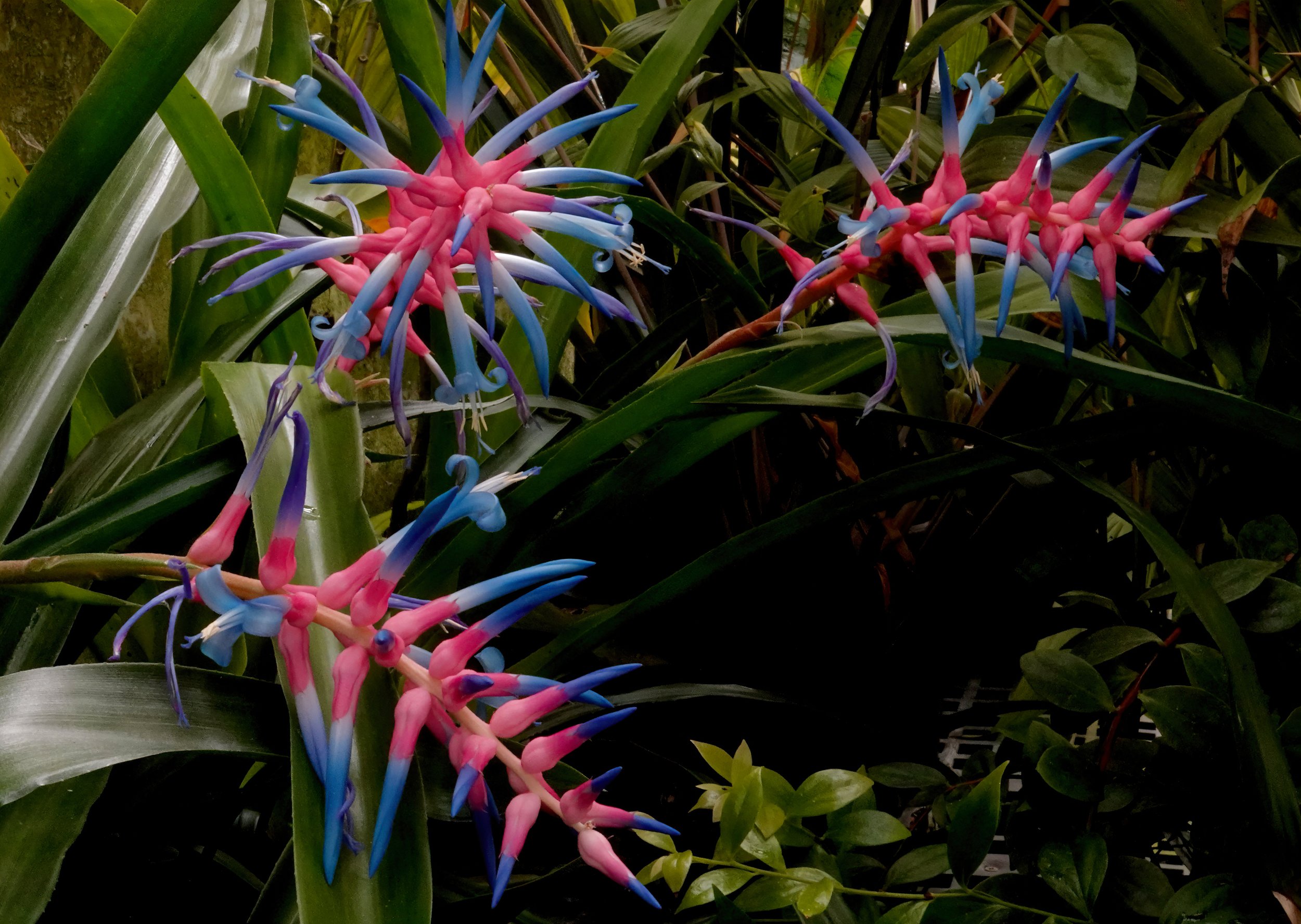  Drake’s Bromeliad,  Aechmea drakeana  in cultivation. Image: ©J. Vannini 