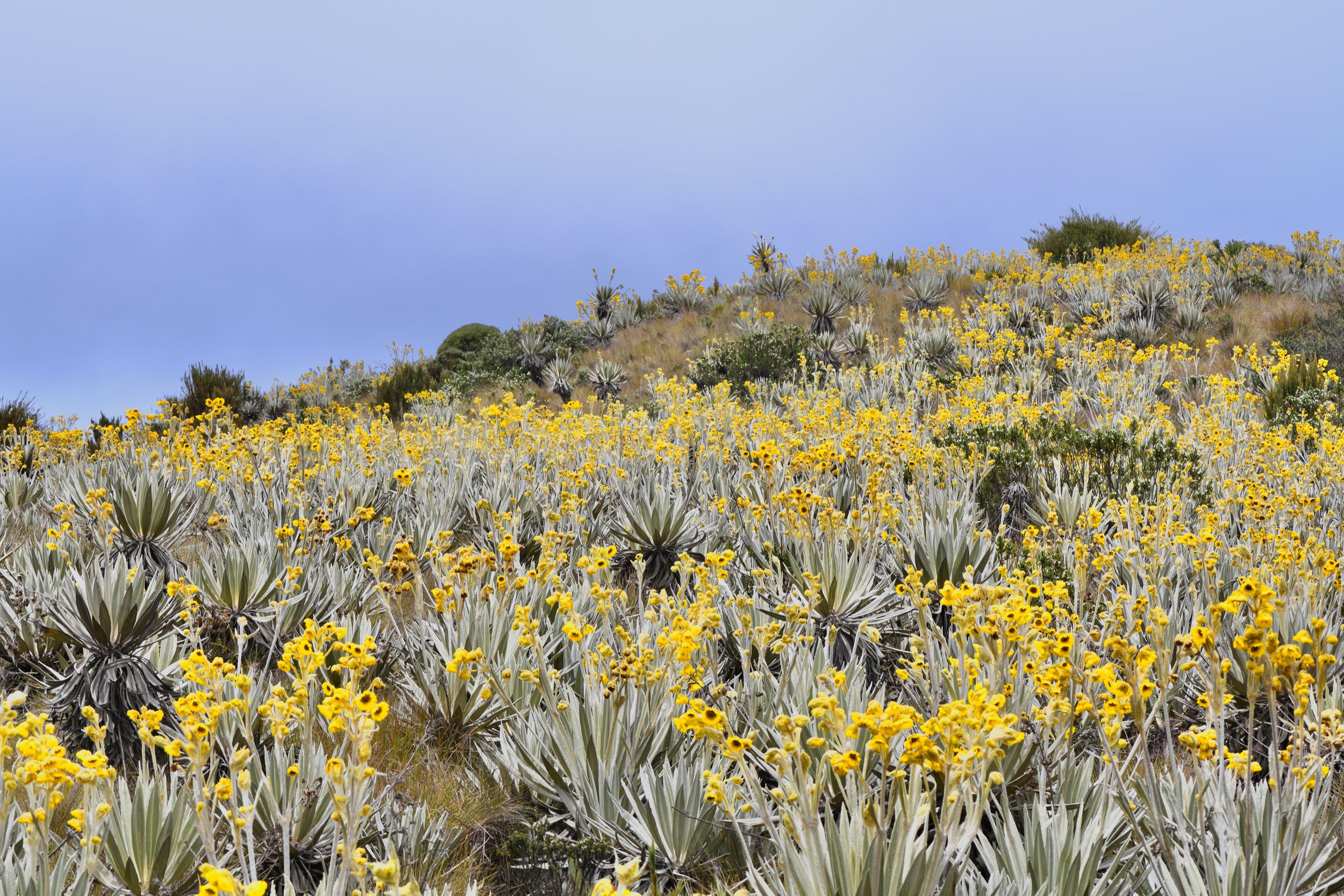  Frailejón,  Espeletia grandiflora , Cundinamarca Department, Colombia. Image: ©J. Vannini 