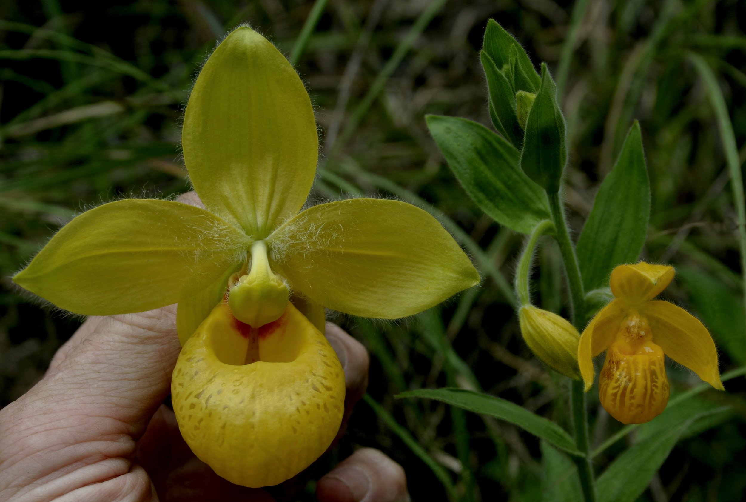  Mesoamerican Yellow Slipper Orchids,  Cypripedium irapeanum  and  C. dickinsonianum , Alta Verapaz Department, Guatemala. Image: ©J. Vannini 