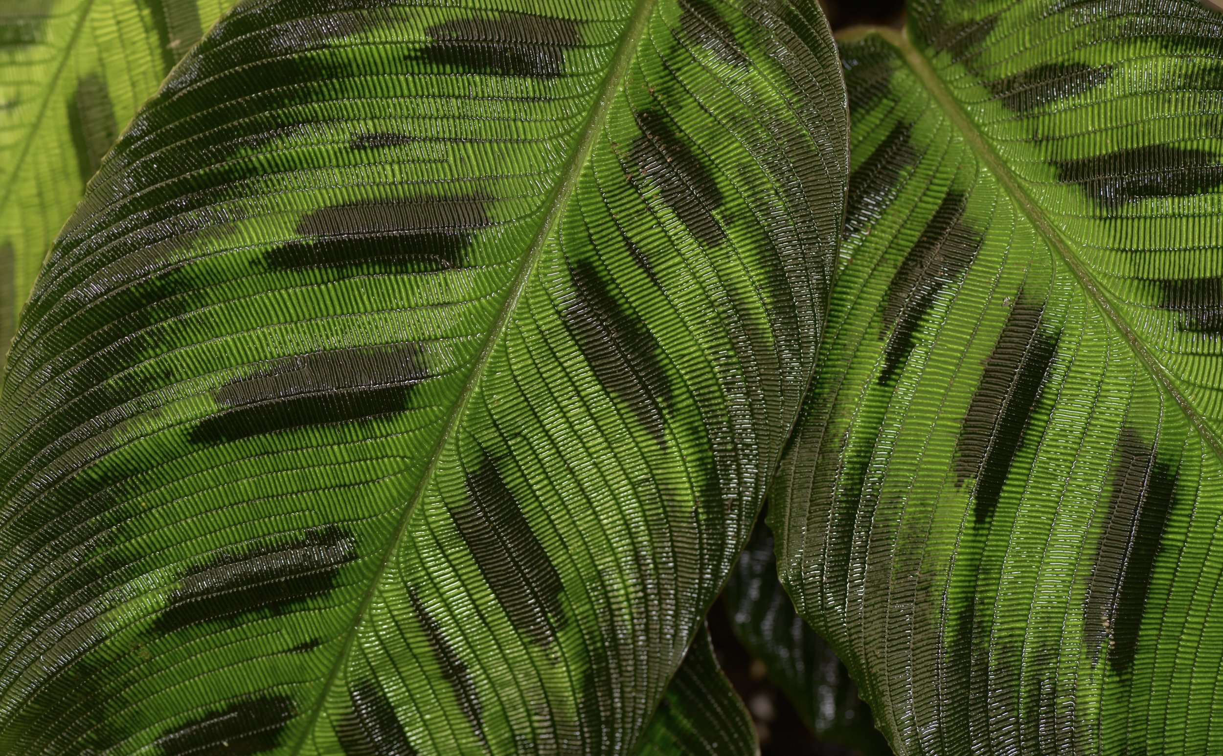  Leaf detail on a cultivated Ecuadorean Arrowroot,  Goeppertia  sp .  . Image: ©J. Vannini 