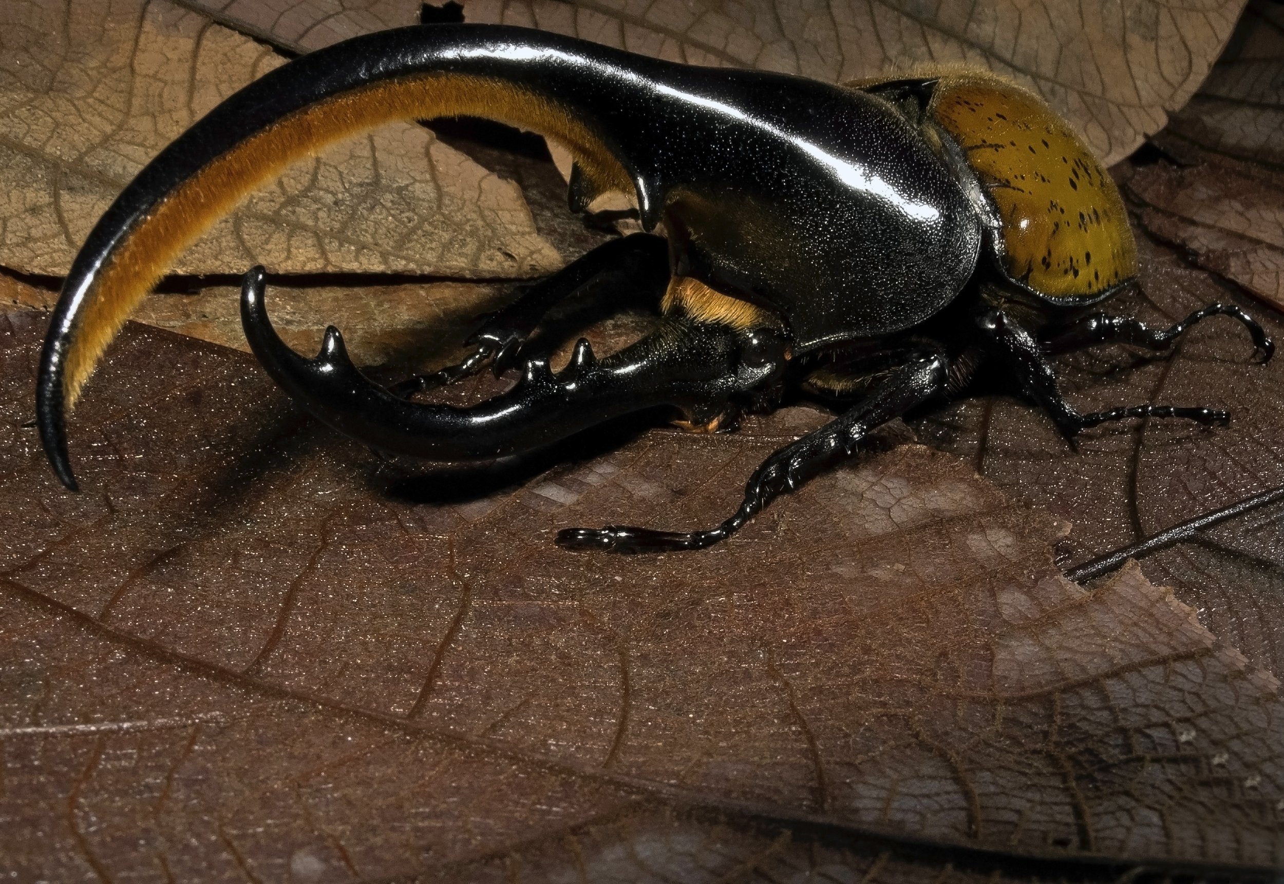  Male Hercules Beetle,  Dynastes hercules,  Río Sucusari, Loreto, Peru. Image: ©W. W. Lamar 