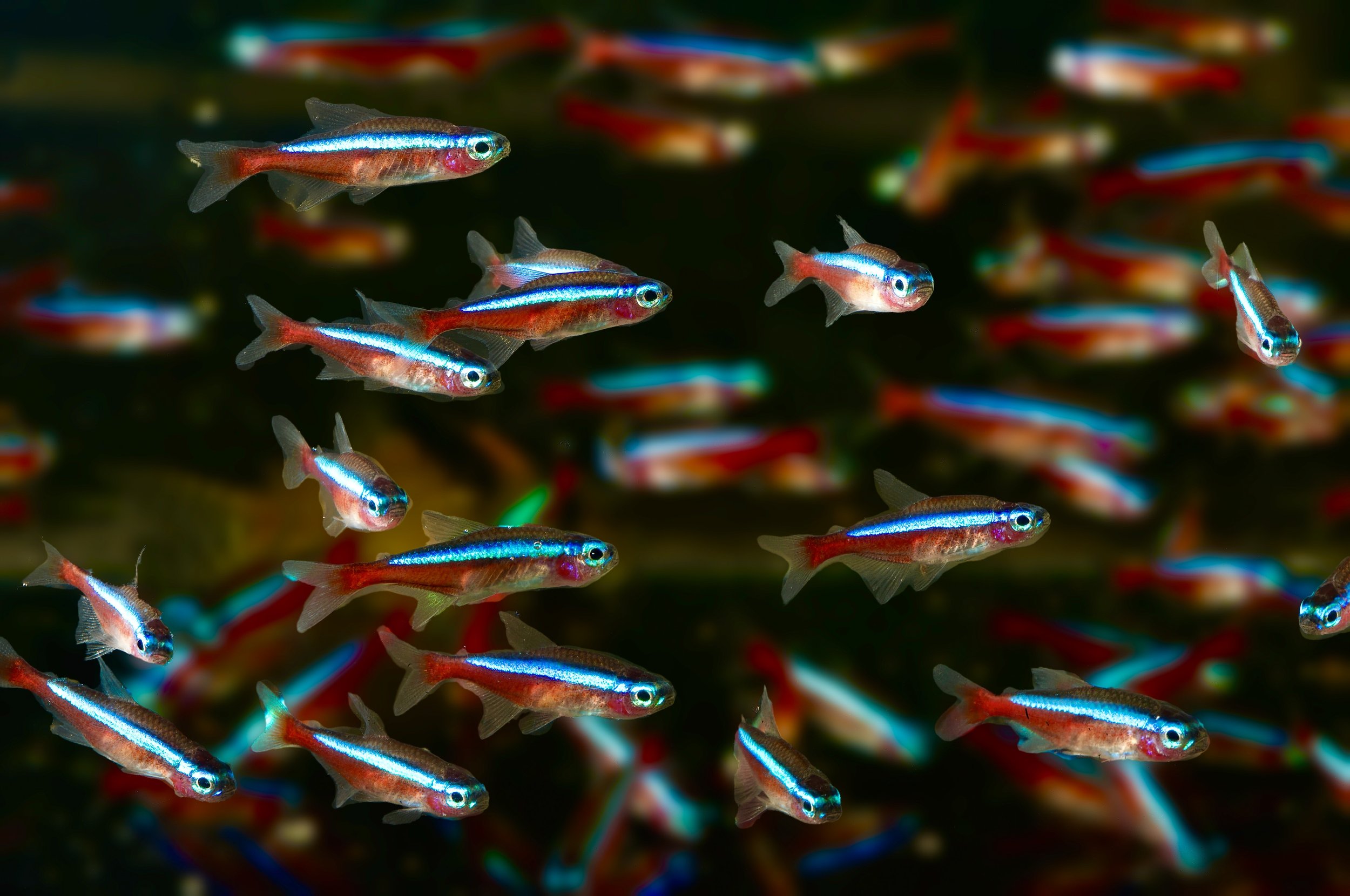  Cardinal Tetras,   Paracheirodon axelrodii , Colombia. Image: ©P. Rockstroh 