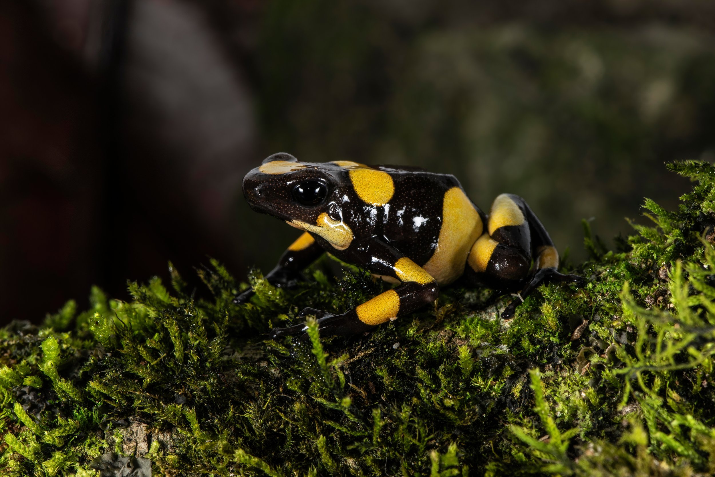  Harlequin Poison Frog, yellow saddle form,  Oophaga histrionica , Colombia. Image: ©P. Rockstroh 