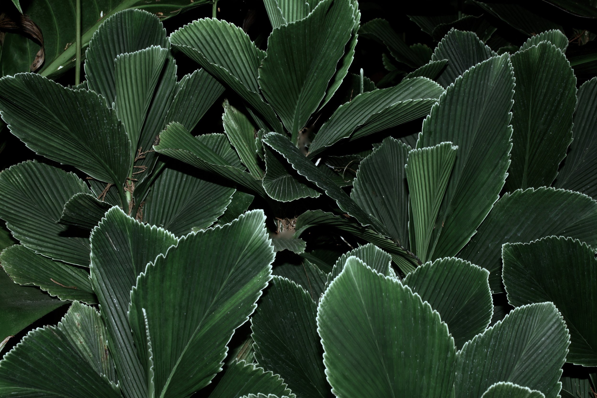  Blue Potato Chip Palms,  Chamaedorea tuerckheimii , Guatemala. Image: ©J. Vannini 