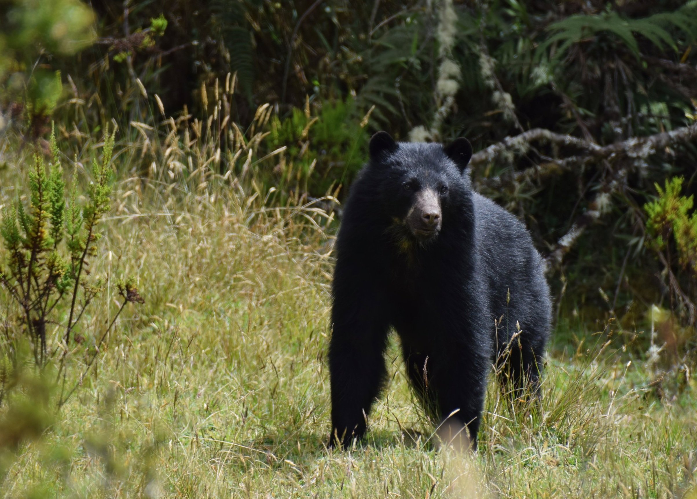  Andean Bear,  Tremarctos ornatus , in páramo, Cundinamarca Department, Colombia. Image ©P. Rockstroh 