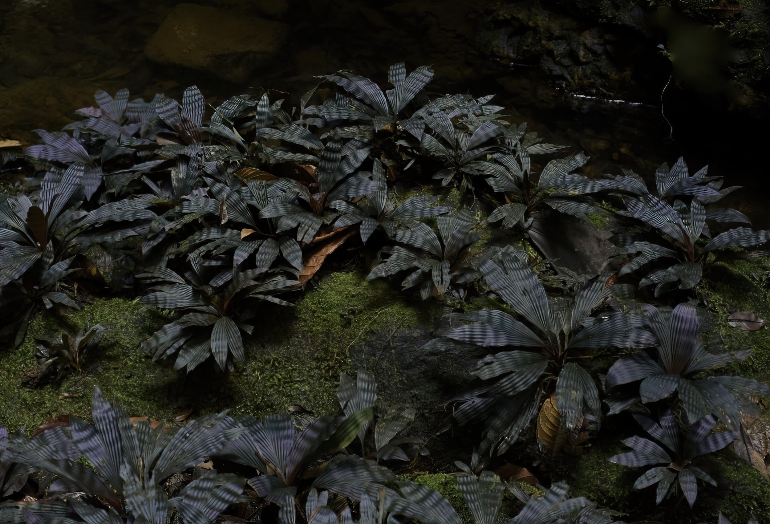  Violet Leaf Rheophytic Cyclanth,  Dicranopygium  sp., Panamá Province, Panamá. Image: ©F. Muller 