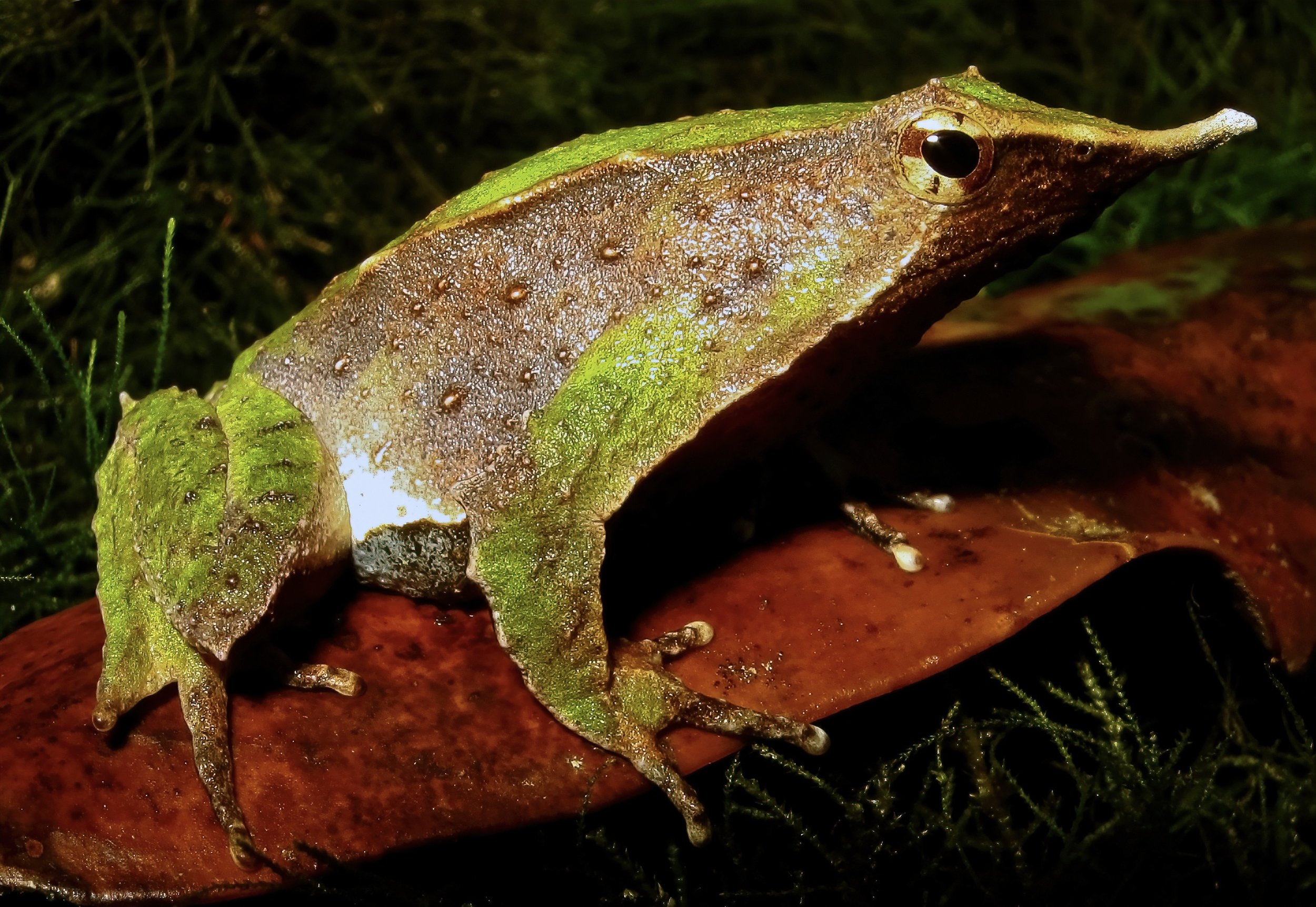  Darwin’s Frog,  Rhinoderma darwinii , Contulmo Natural Monument, Biobío Region, Chile. Image: ©W. W. Lamar 