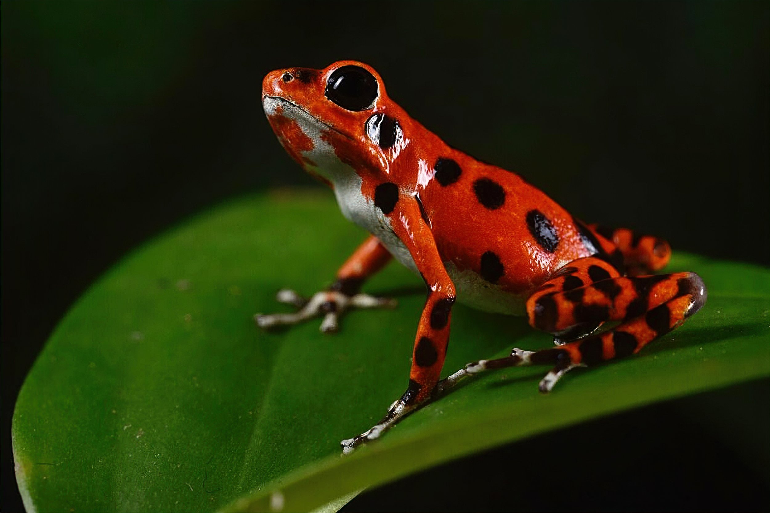  Bastimentos Strawberry Poison Frog,  Oophaga pumilio , Bocas del Toro Province, Panamá Image: ©F. Muller 