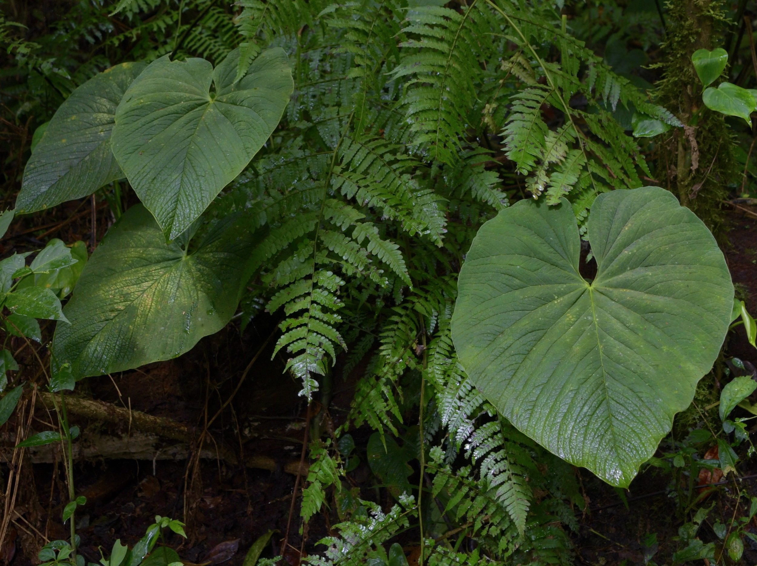  Undescribed Velvet-Leaf  Anthurium  sp., Colombia. Image: ©J. Vannini 