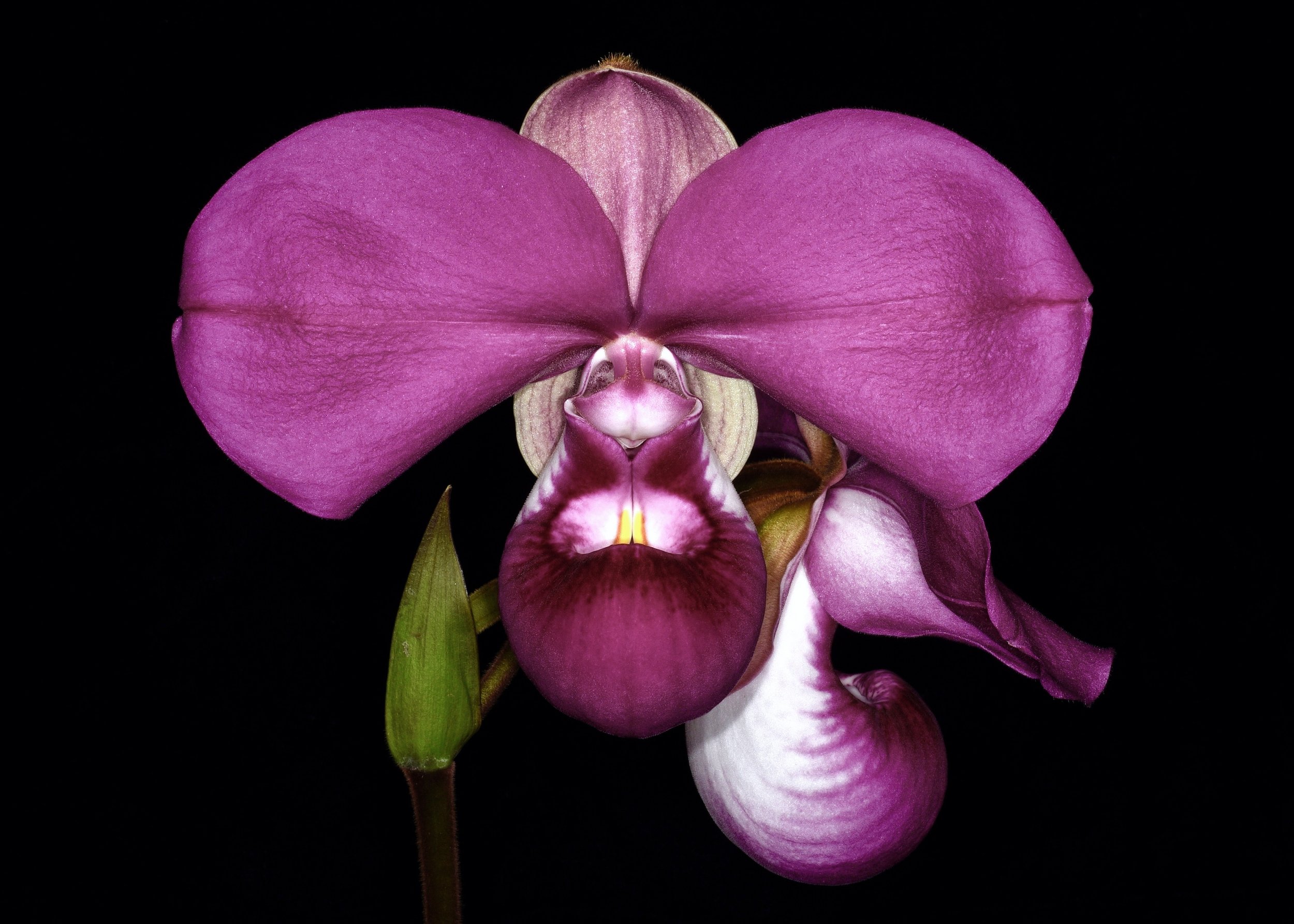  Kovach’s Slipper Orchid,  Phragmipedium kovachii . Image: ©R. Parsons. 