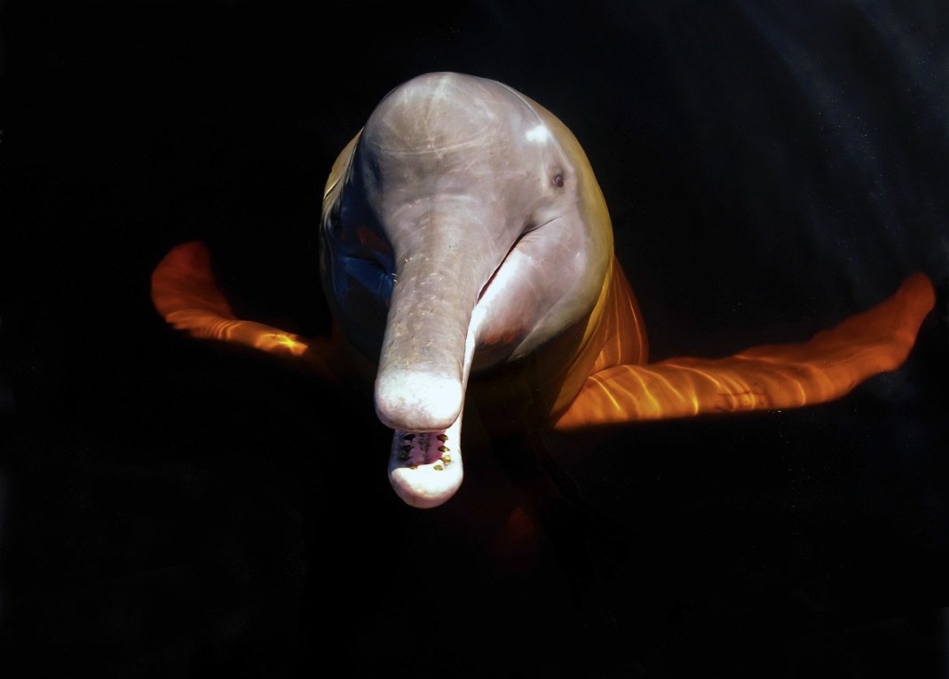  Botu or Amazon River Dolphin,  Inia geoffrensis , Novo Airão, Rio Negro, Amazonas State, Brazil. Image: ©W. W. Lamar 