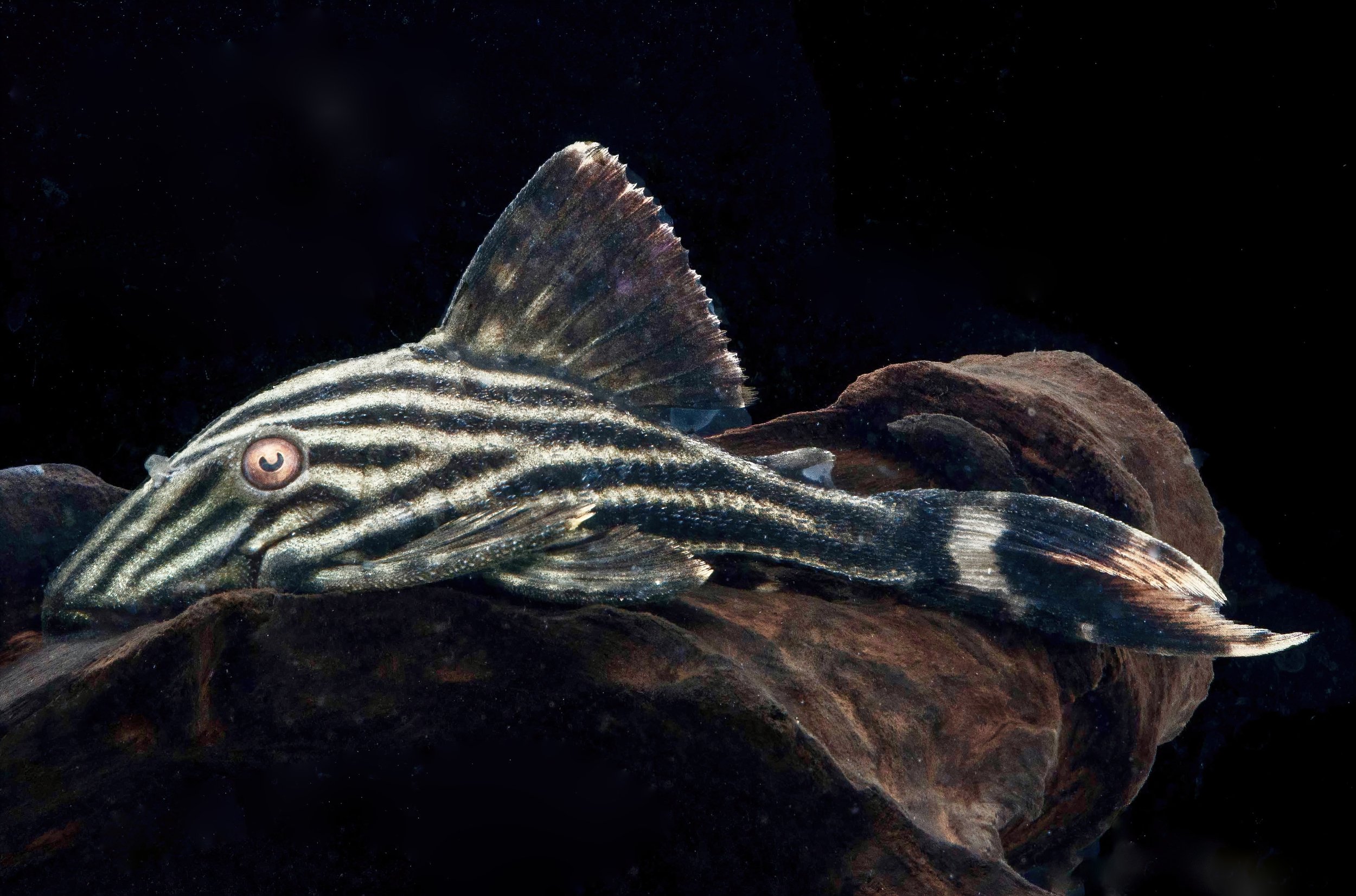  Striped Armored Catfish,  Panaque fino . Image ©P. Rockstroh 