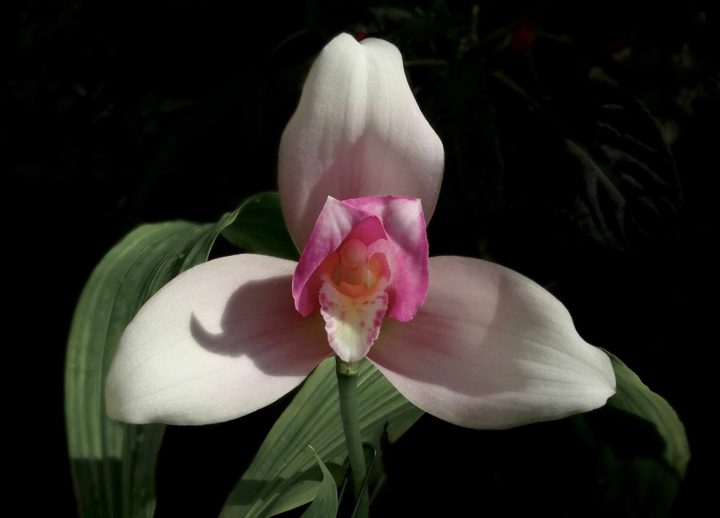  Pink and White Nun Orchid,  Lycaste virginalis  f.  delicatissima . Image: ©J. Vannini 