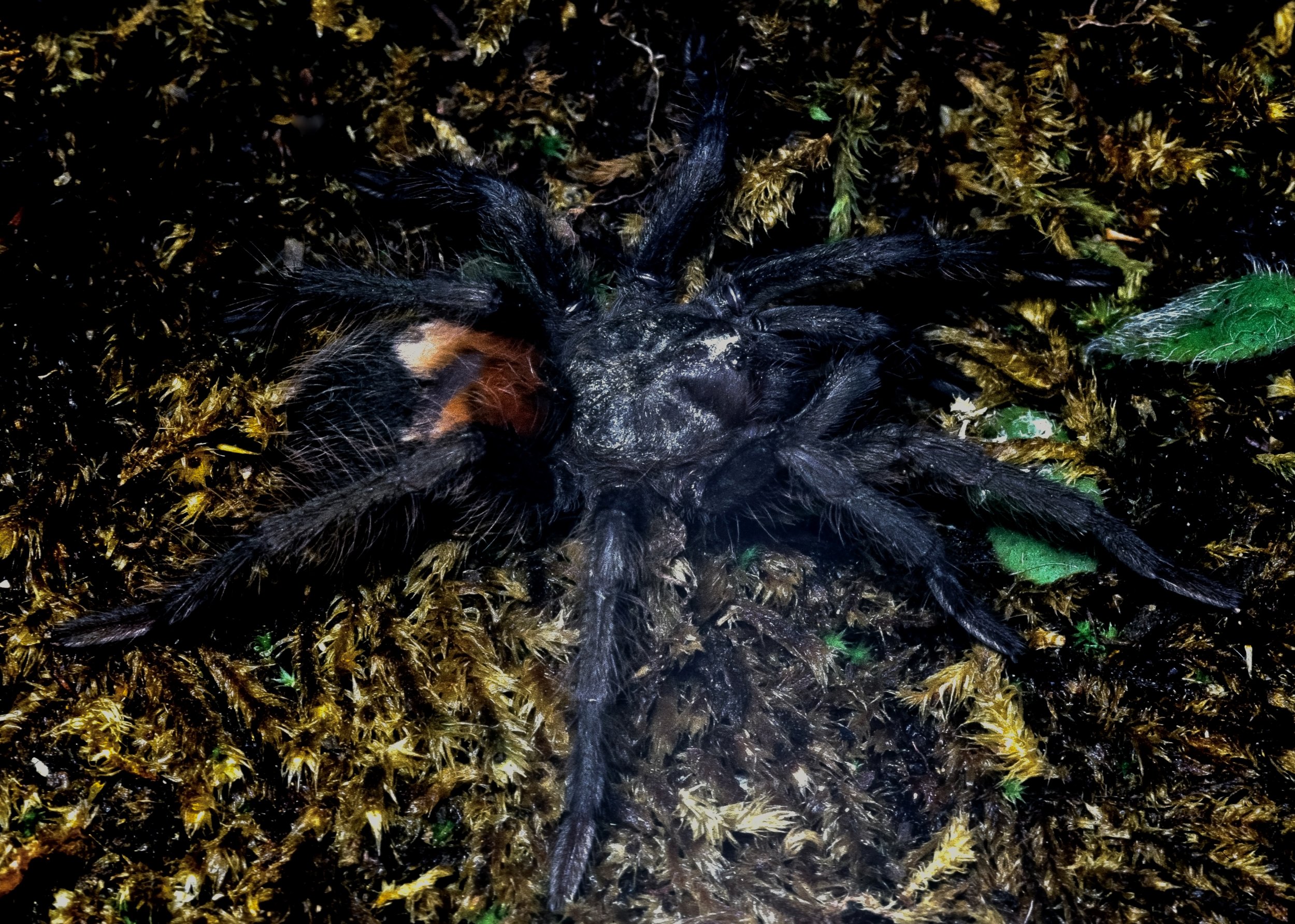   Hemirrhagus eros , El Mirador, Sierra Juarez, Oaxaca, Mexico. This interesting but poorly-known Mexican tarantula genus contains many cave-dwelling species. Image: ©W. W. Lamar 