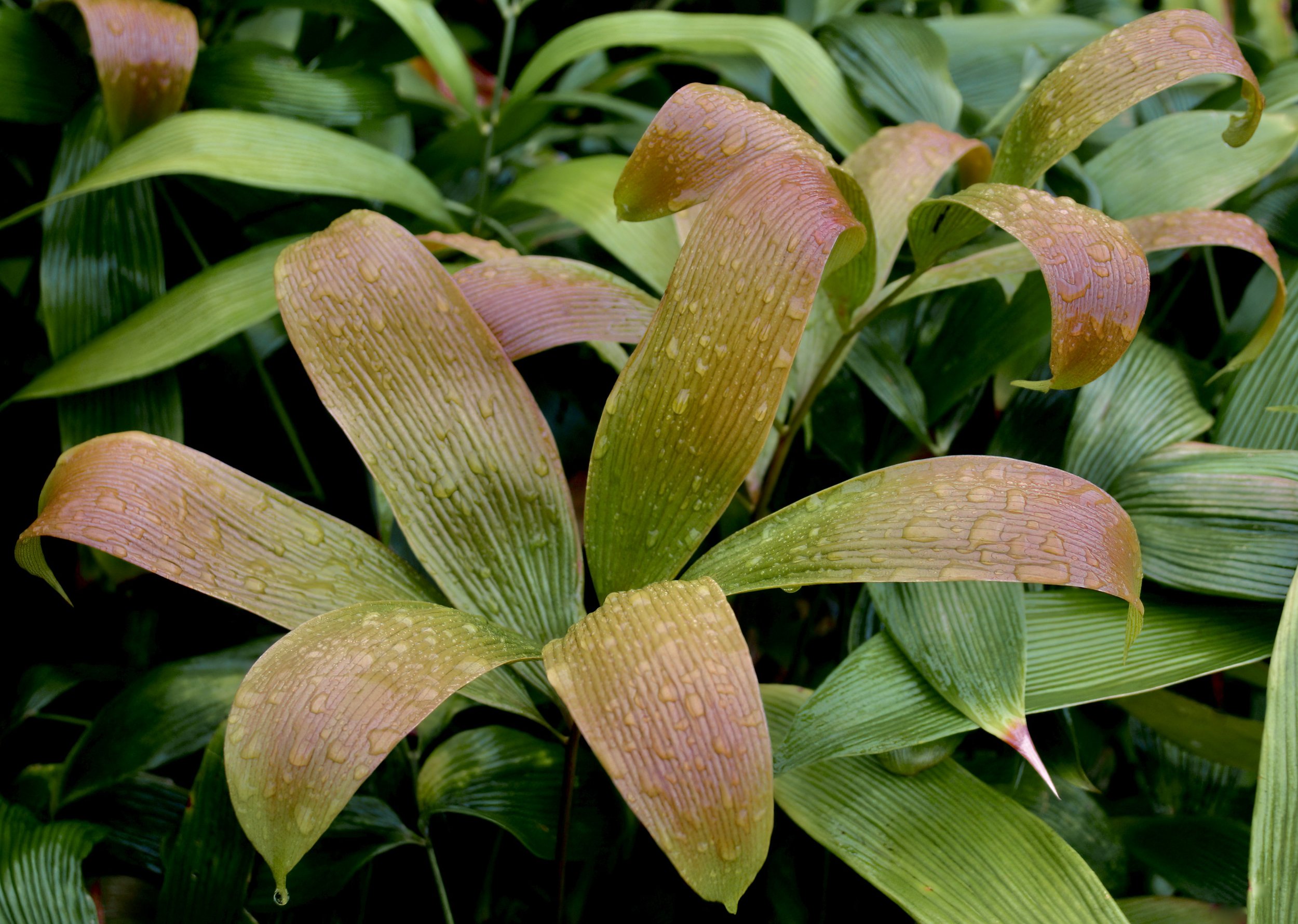  Gentry’s Cycad,  Zamia gentryi . Image: ©J. Vannini 