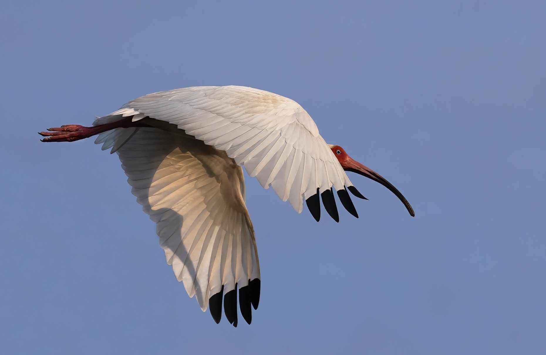  American White Ibis,  Eudocimus albus , Santa Rosa Department, Guatemala. Image: ©Gabriel Rodríguez Coloma 2022 