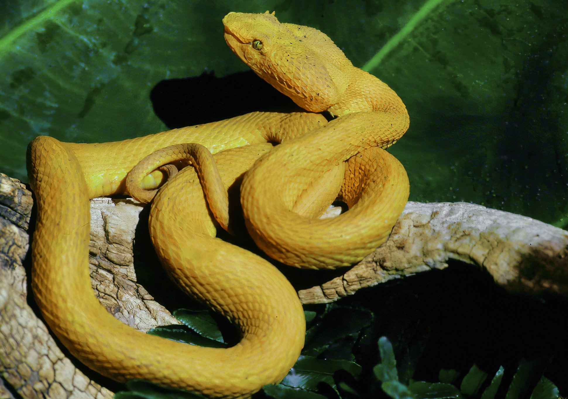  Gold Eyelash Viper,  Bothriechis nigroadspersus , Limón Province, Costa Rica. Image: ©J. Vannini 