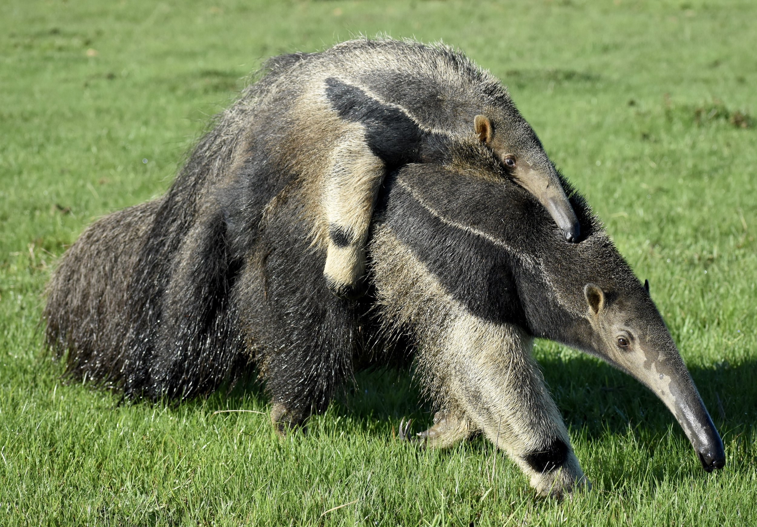  Female Giant Anteater and young,  Myrmecophaga tridactyla , Colombia. Image: ©Andrés González/Wild Llanos  