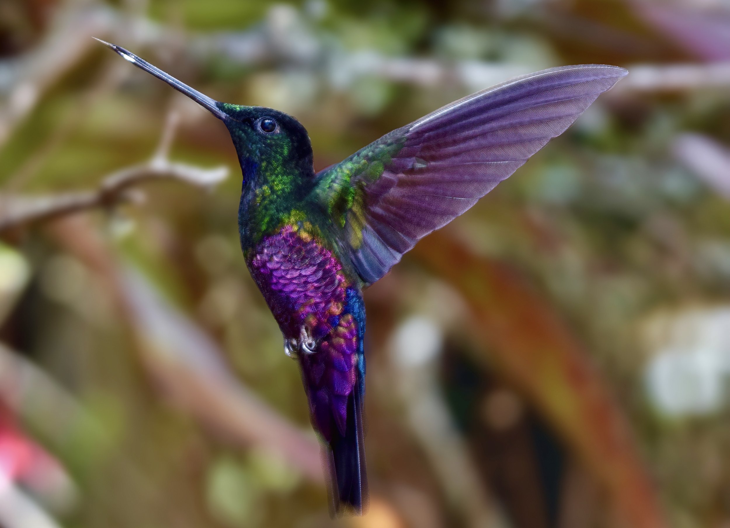  Blue-throated Starfrontlet,  Coeligena helianthea , Colombia. Image: ©P. Rockstroh 