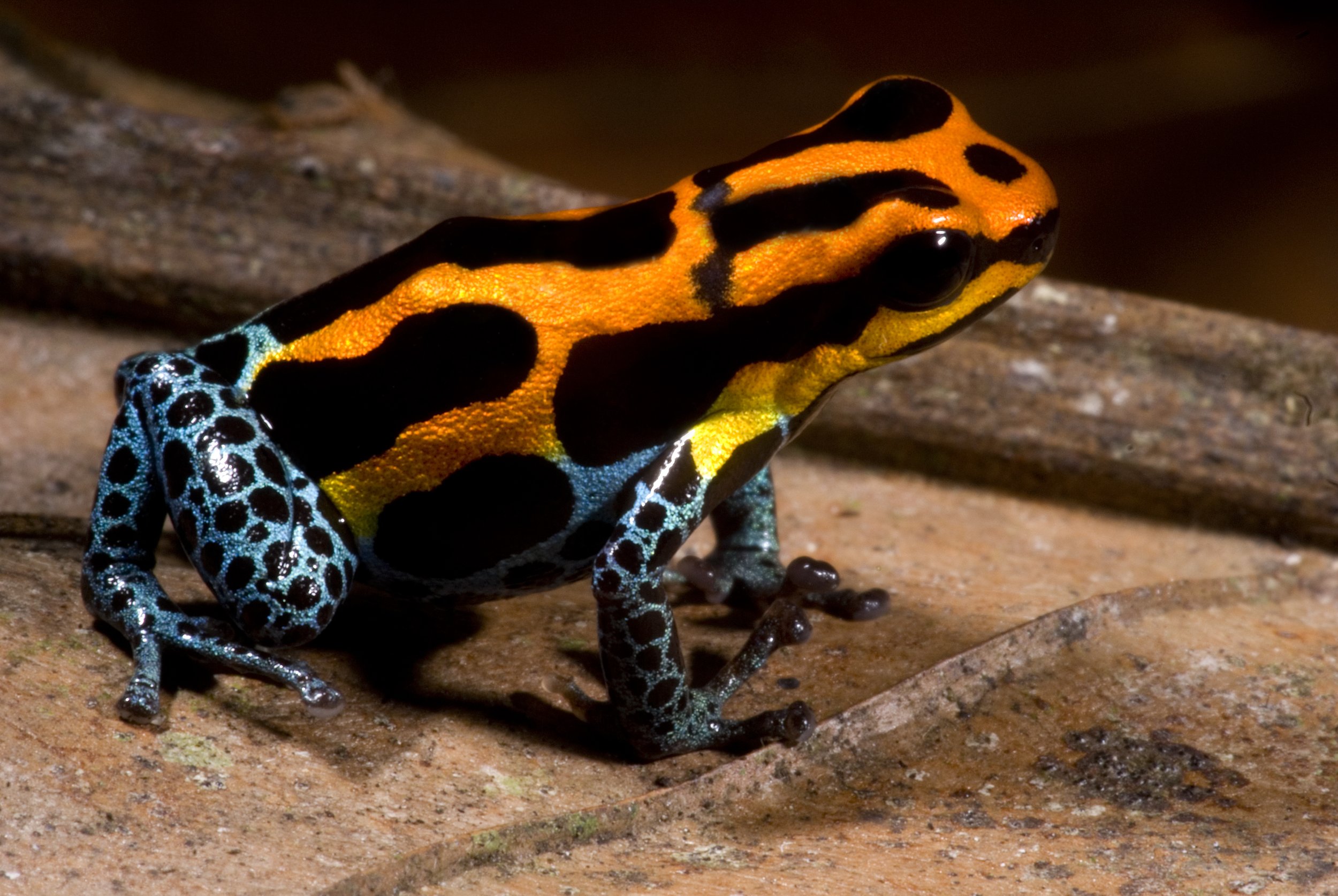  Peruvian Amazon Poison Frog,  Ranitomeya amazonica , Loreto Department, Perú. Image: ©D. Fenolio 